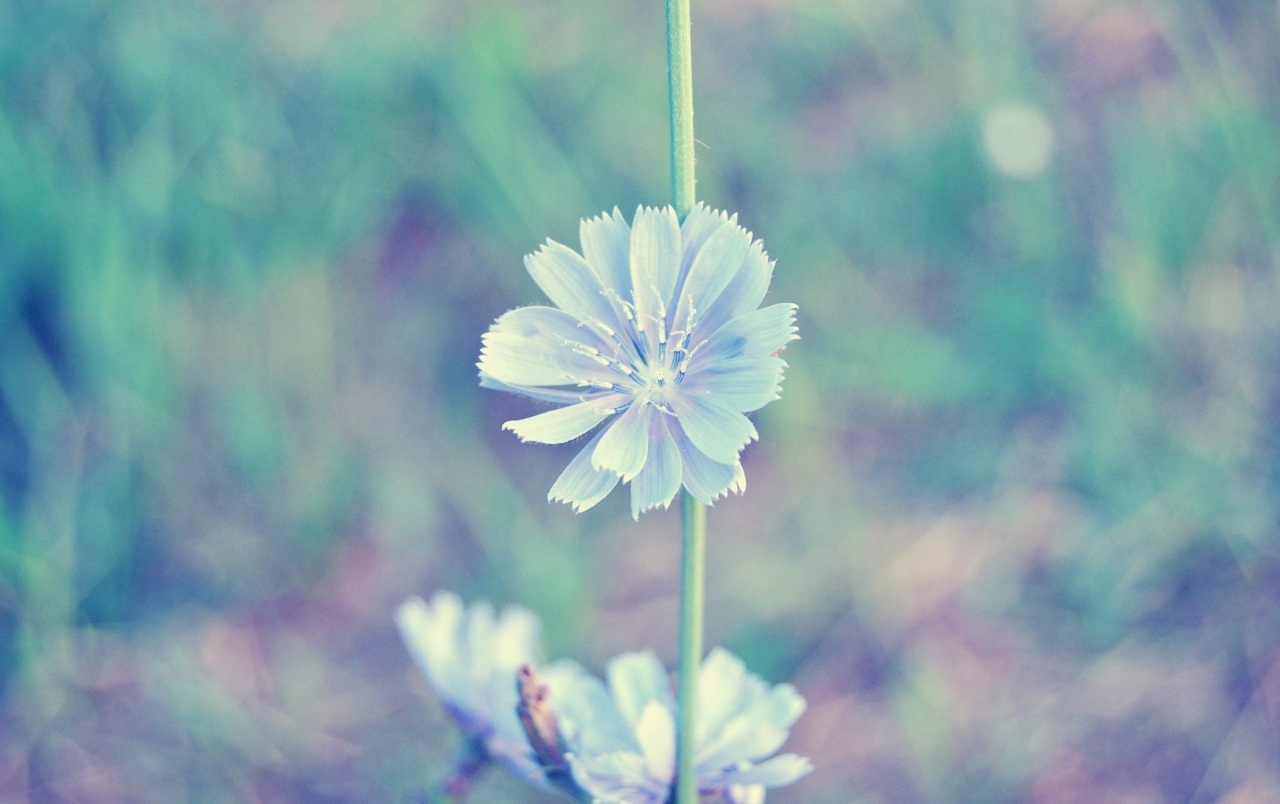 1280x810 Light Blue Flower wallpaper. Light Blue Flower, Desktop