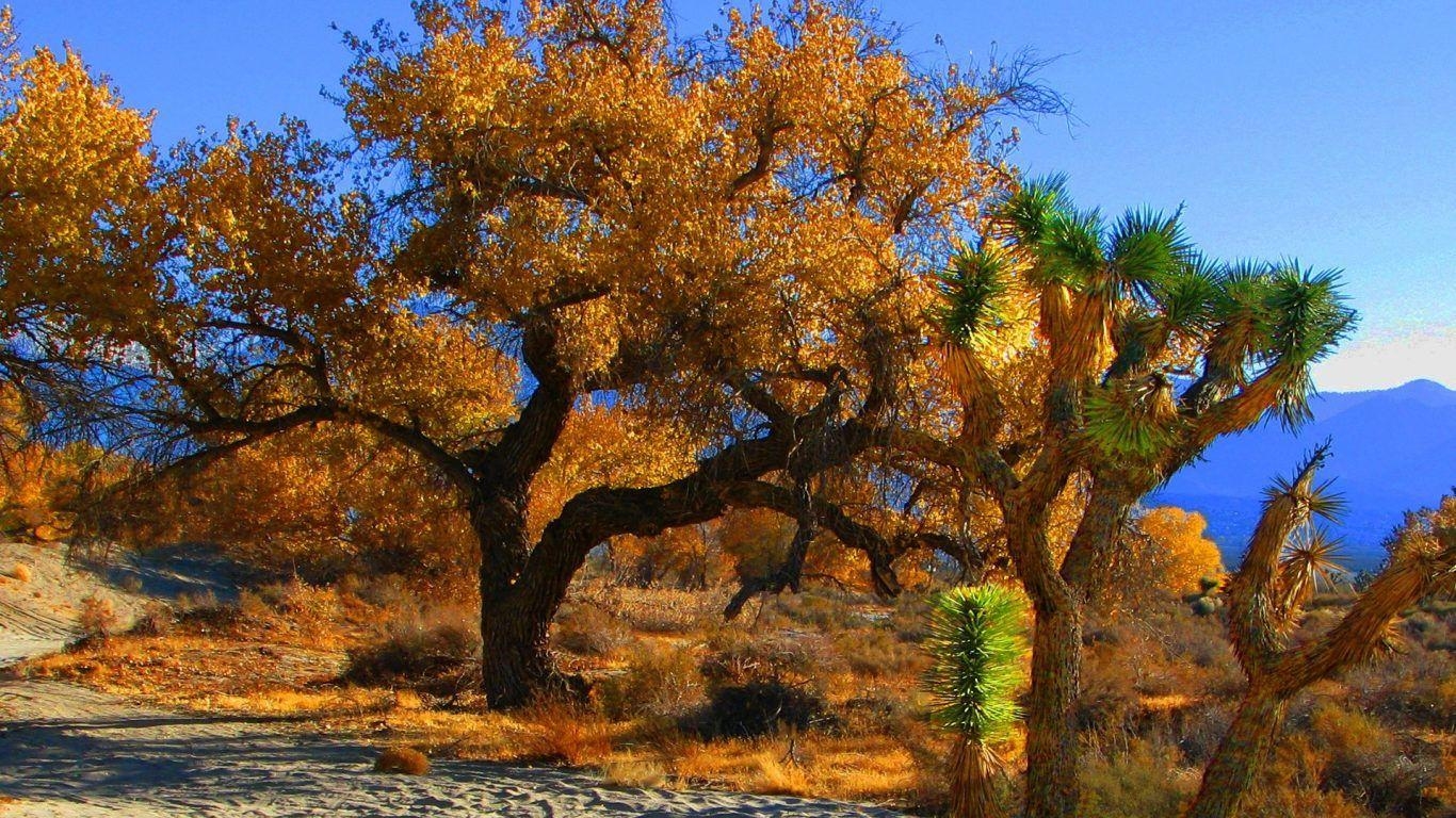 1370x770 Desert: Meeting Namib Coastal Southern Africa Angola Namibia South, Desktop