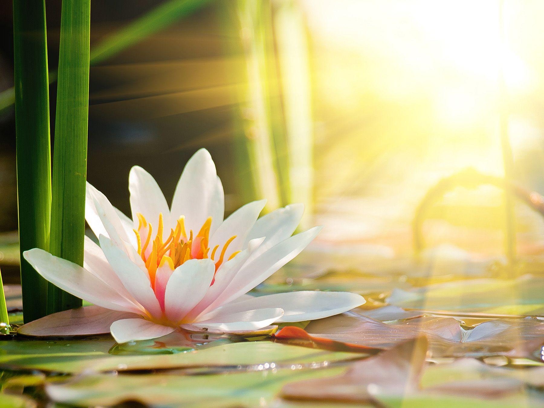 1800x1350 Beautiful lotus flower under the sun 50752, Desktop