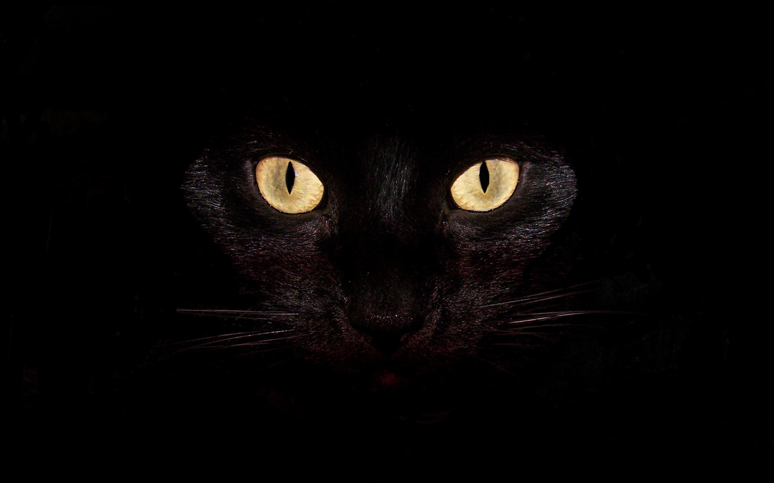 2560x1600 Black Cat Wallpaper for Computer, Desktop