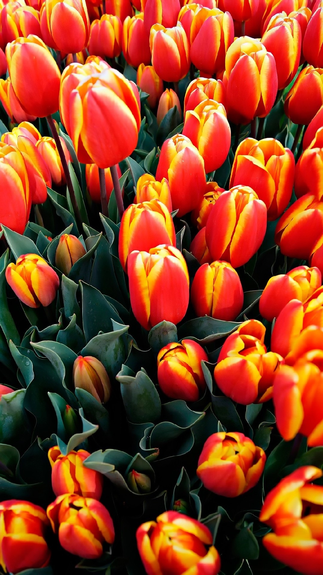 1080x1920 Orange Tulip iPhone 12 Pro Max Wallpaper, Phone