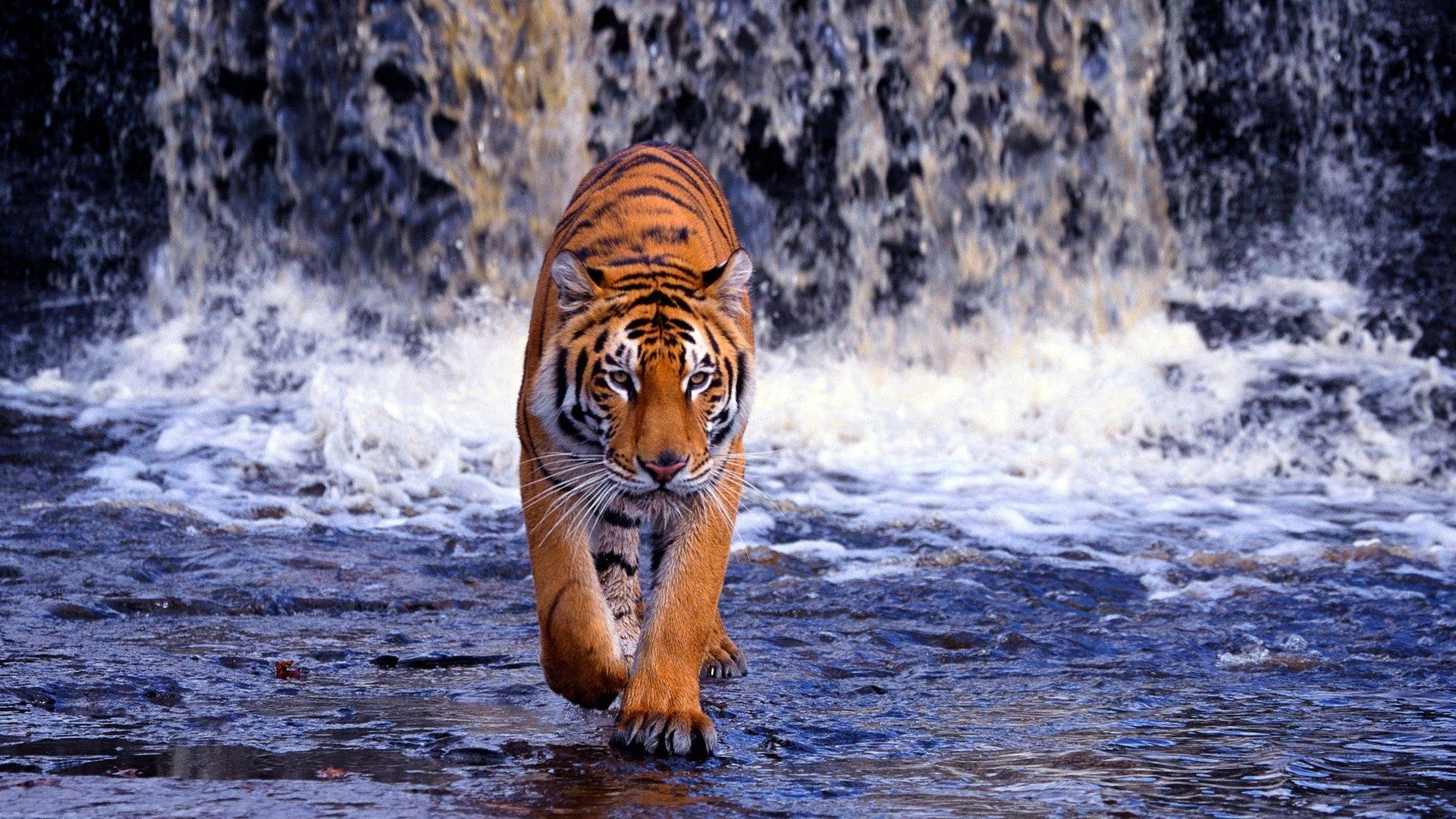 1920x1080 Tiger Wallpaper HD Download, Desktop