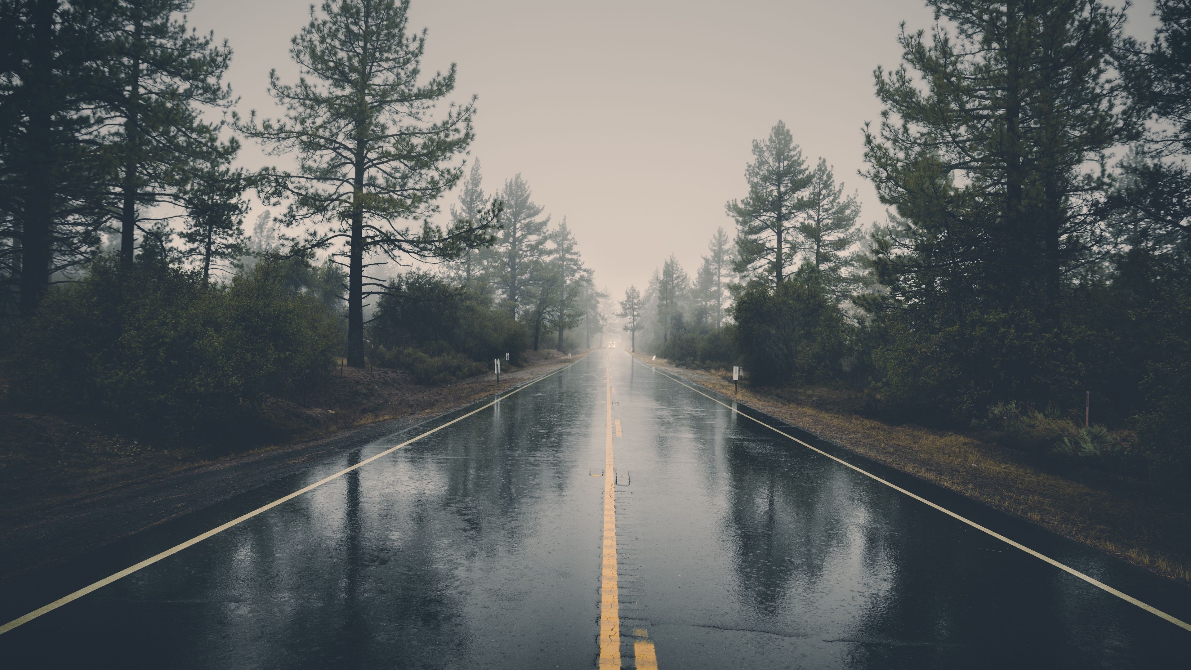 3840x2160 Download wallpaper  road, asphalt, rain, wet, trees, bushes 4k uhd 16:9 HD background, Desktop