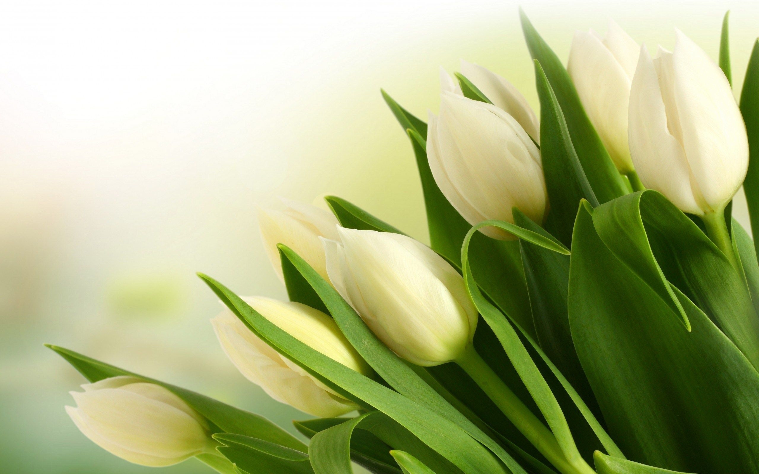 2560x1600 White Tulips Wallpaper Free White Tulips Background, Desktop