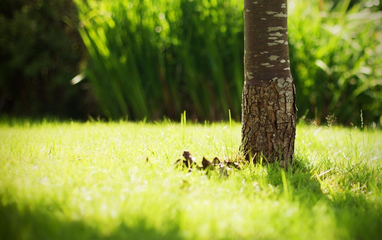 1280x810 Beautiful Green Grass wallpaper. Beautiful Green Grass, Desktop