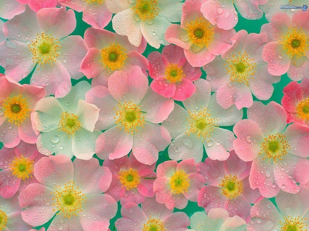 1030x770 Flowers Pretty Ness!: Pretty Flowers Wallpaper, Desktop