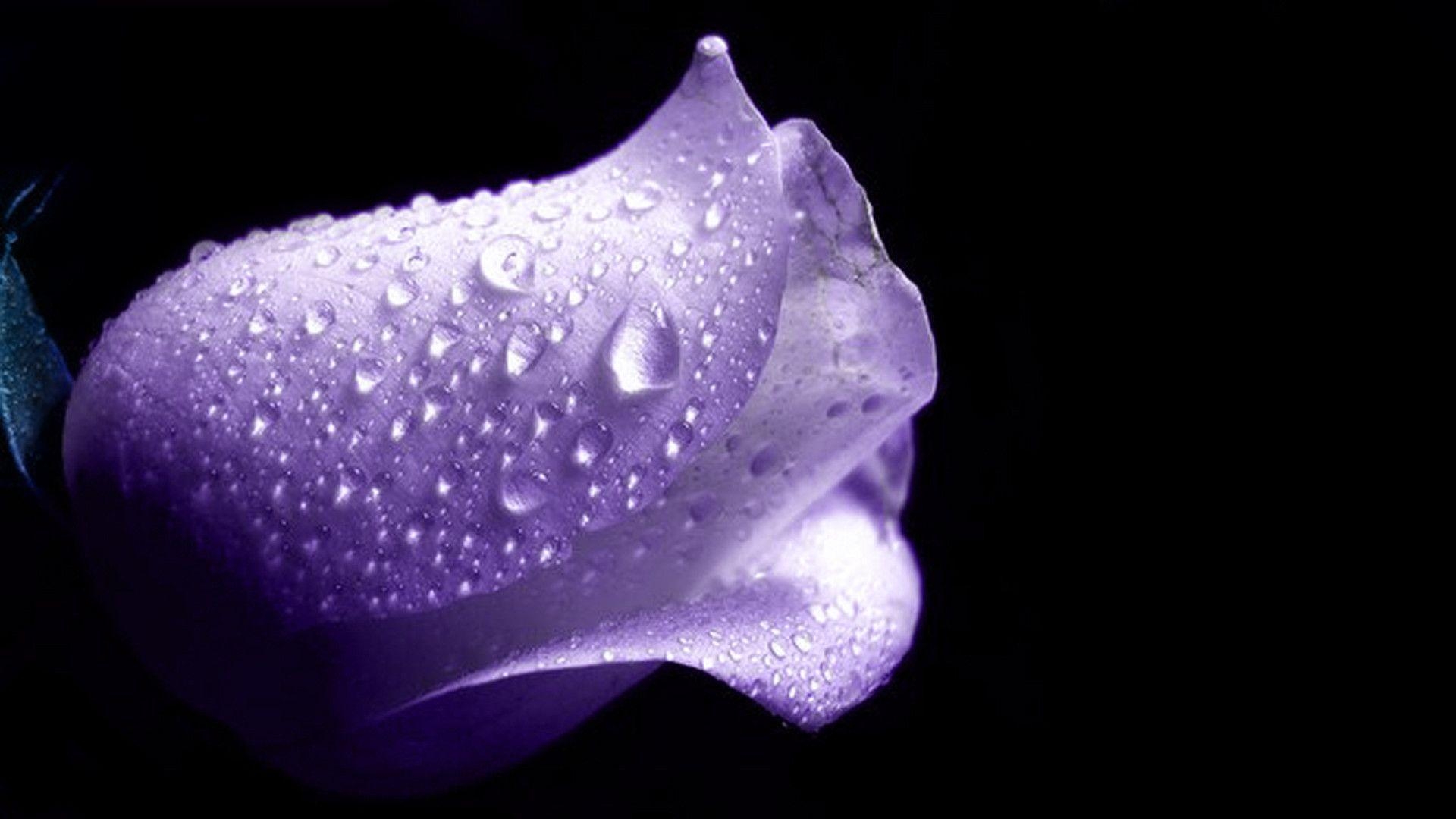 1920x1080 Magnificent Purple Roses, Desktop