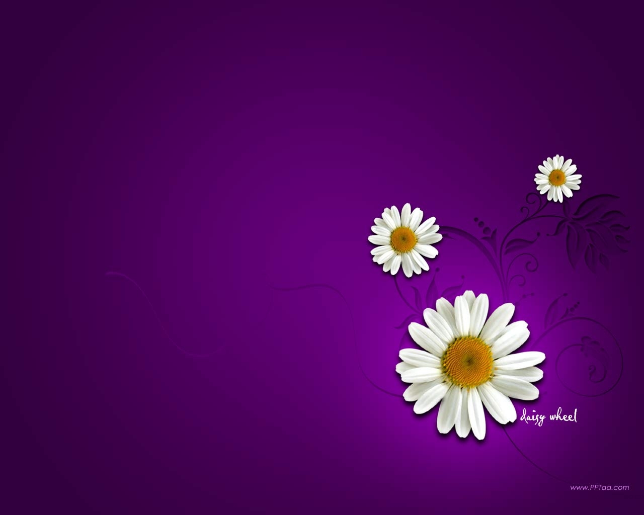 1280x1030 Daisy Flower Wallpaper, Desktop