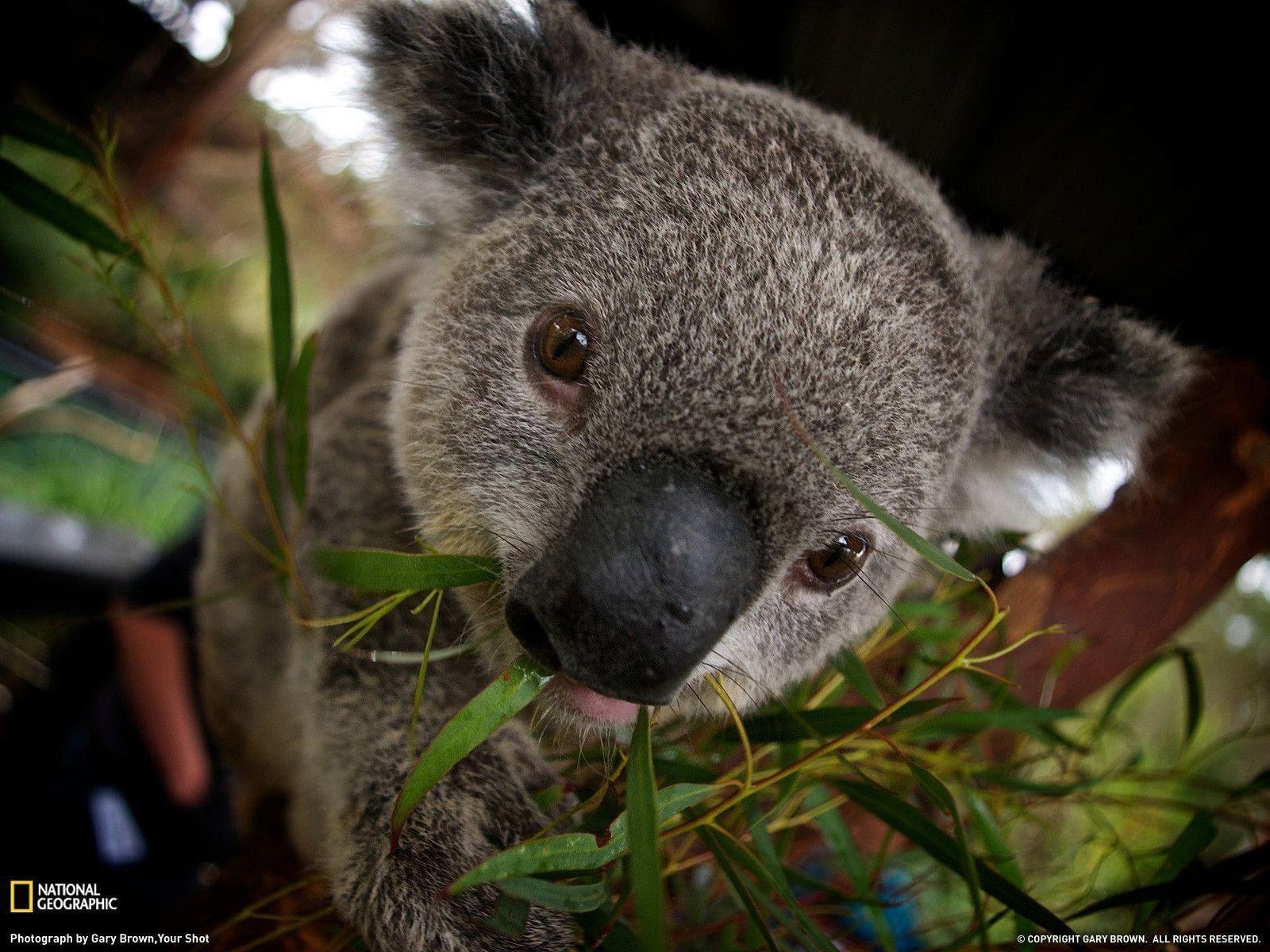 1600x1200 Koala HD Wallpaper, Desktop