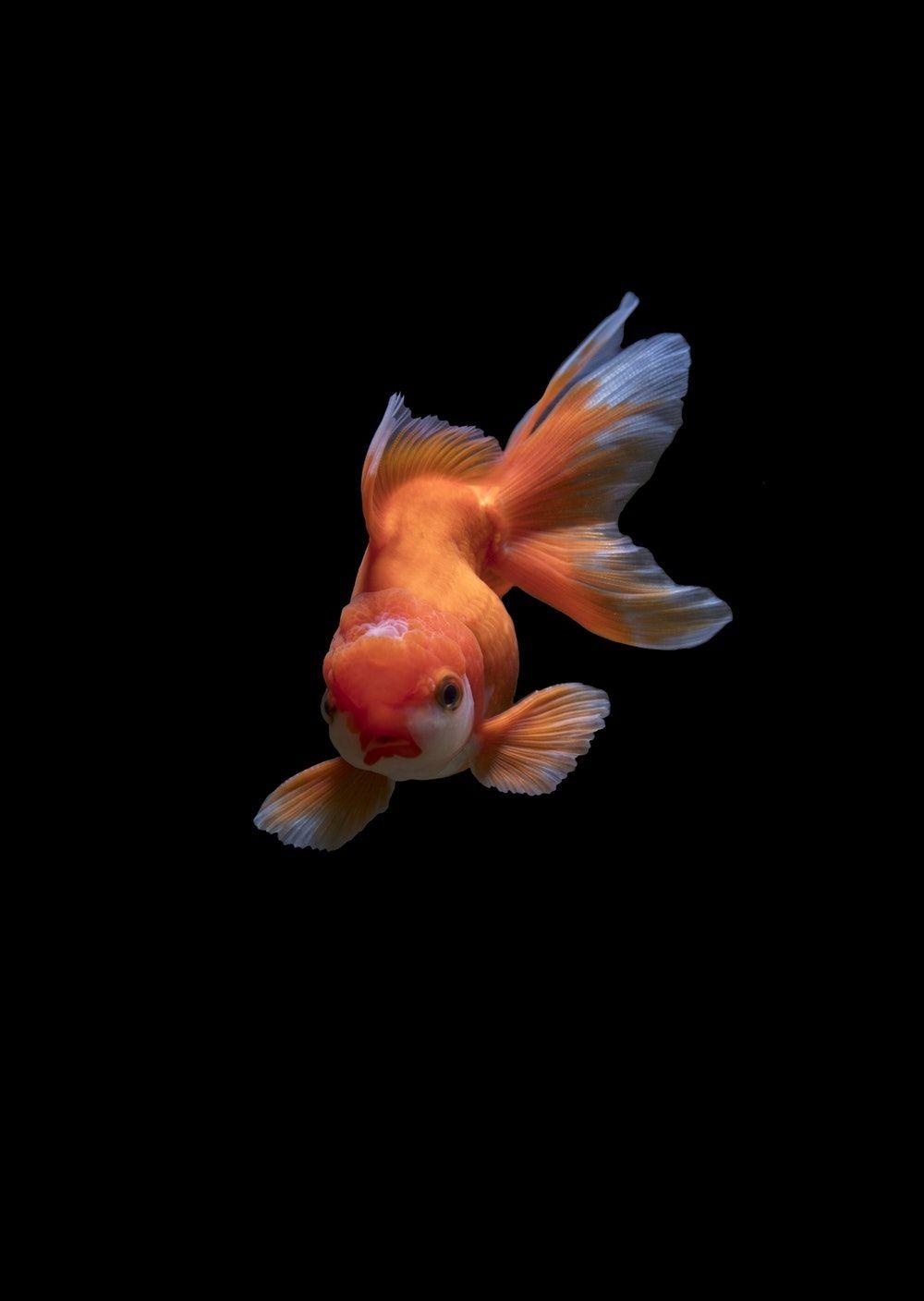 1000x1410 Goldfish Picture. Download Free Image, Phone