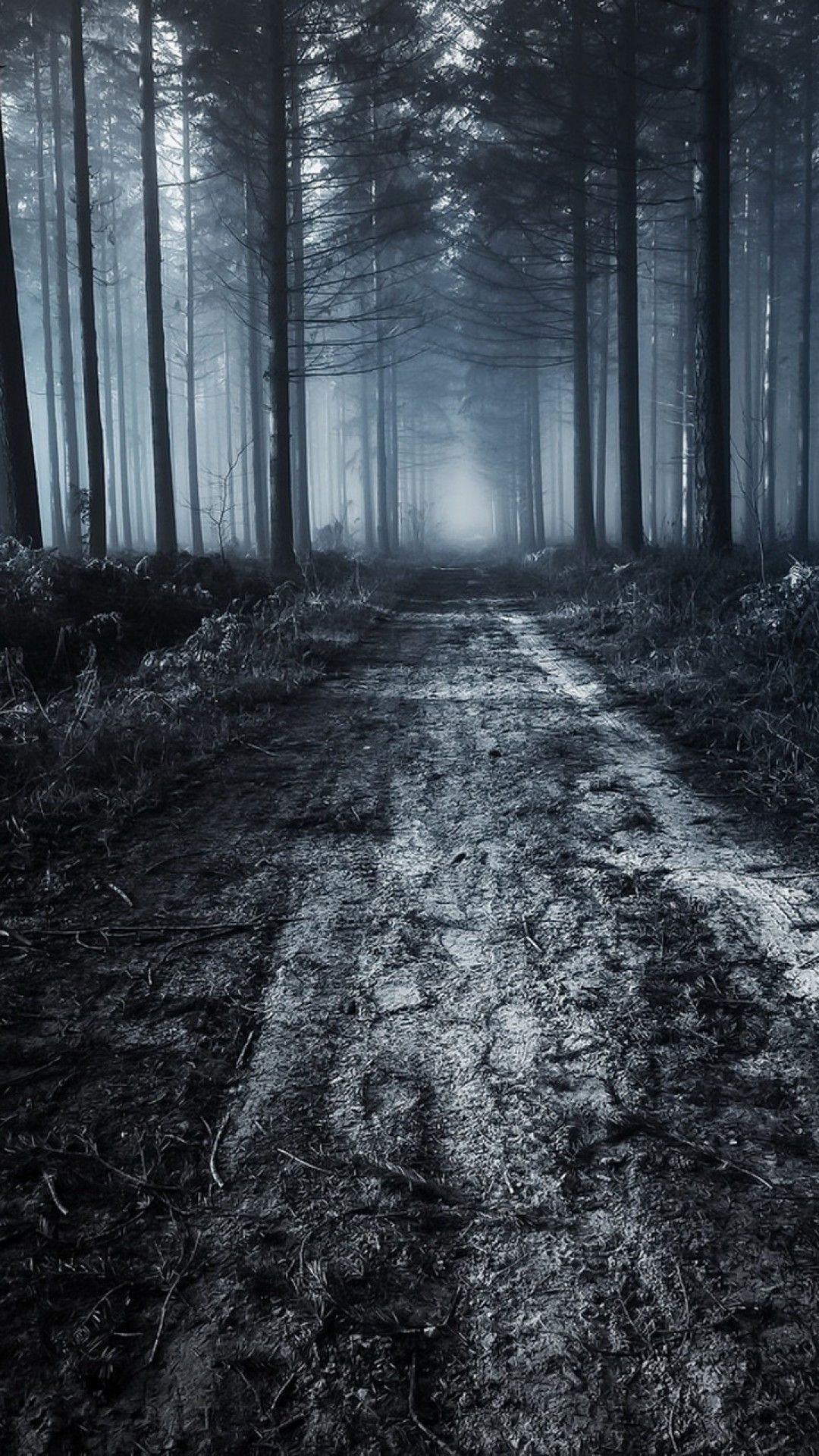 1080x1920 Scary Forest Wallpaper 09 Best Free Scary Forest HD Wallpaper For Pc. Scary woods, Forest wallpaper, HD wallpaper for pc, Phone