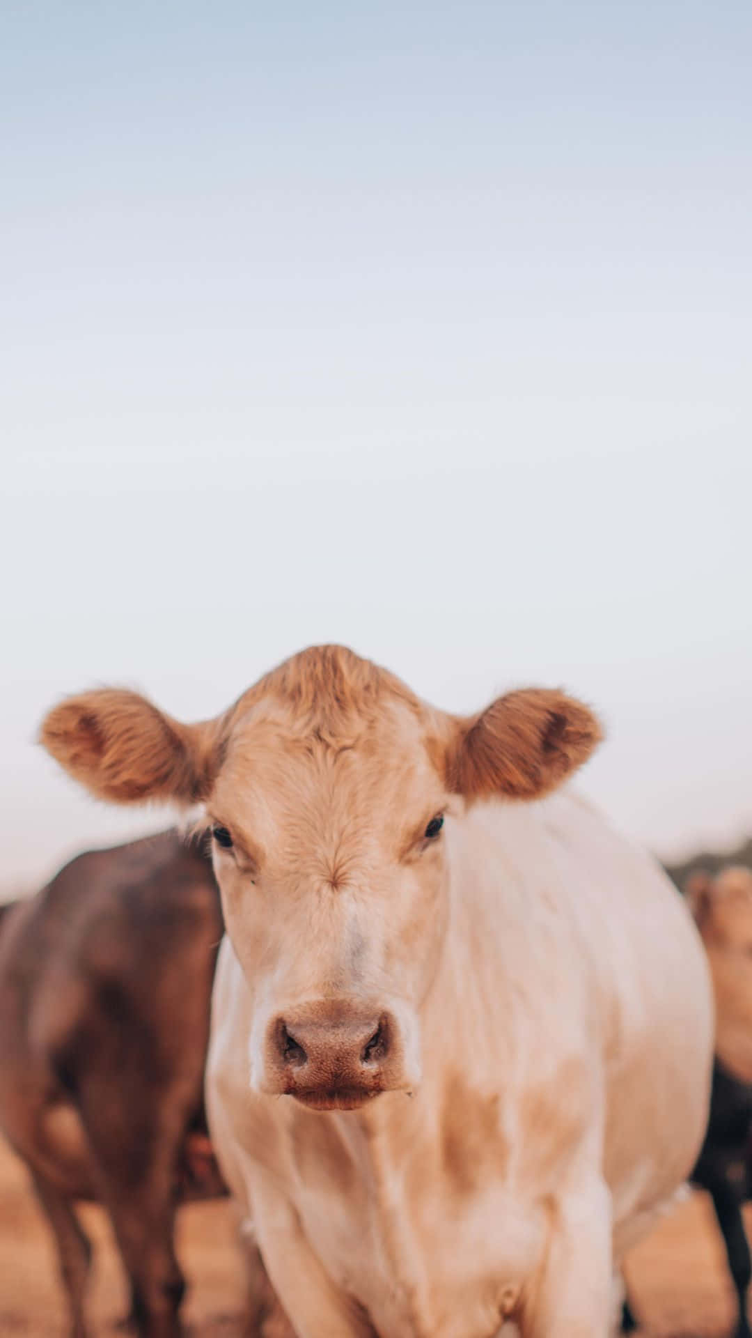 1080x1920 Cow iPhone Wallpaper, Phone