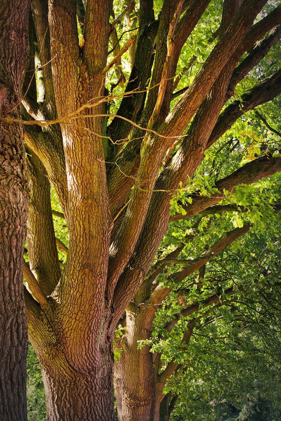 910x1370 HD wallpaper: oak, tribe, leaves, tree, bark, landscape, Phone