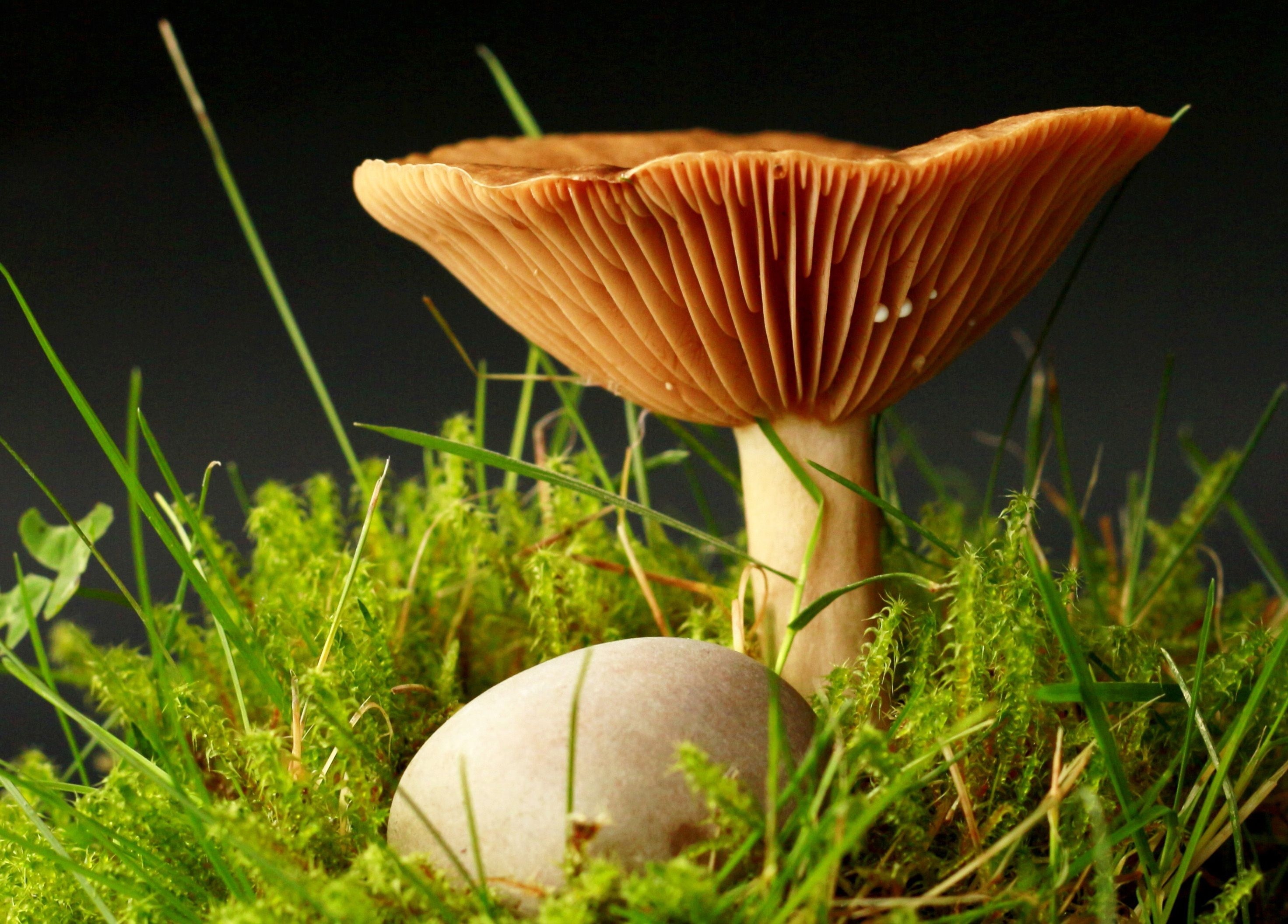 2950x2120 Fantastic Free Image for a Mushroom Wallpaper, Background or Texture, Desktop