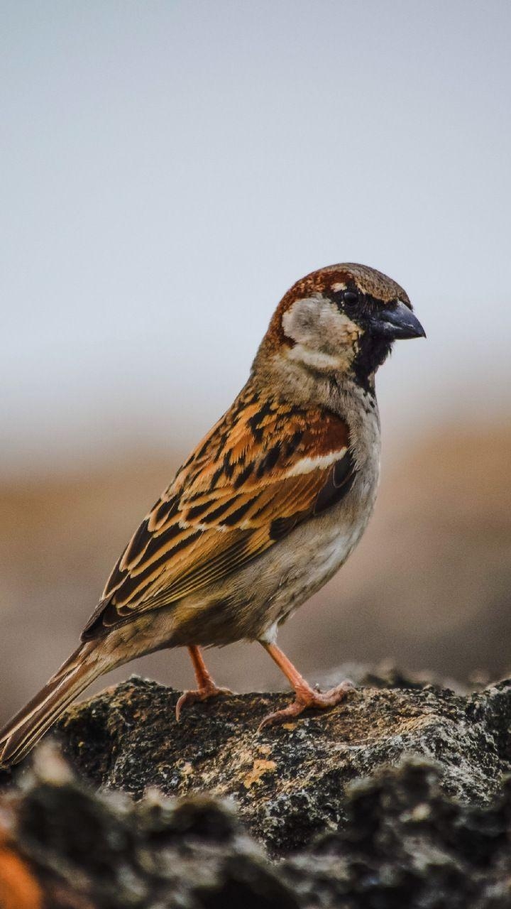 720x1280 Sparrow, bird, cute,  wallpaper. Birds, Beautiful, Phone