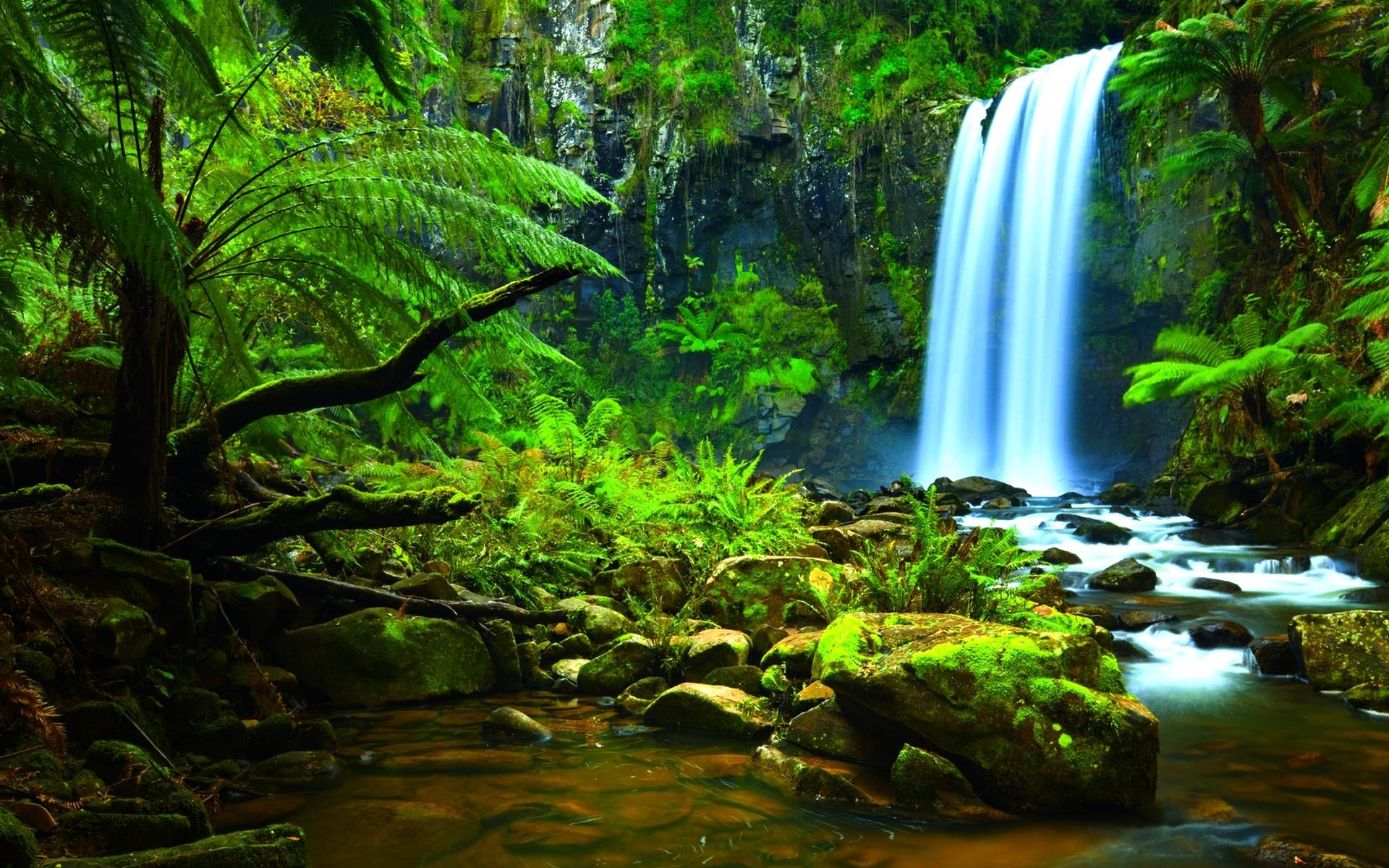 1920x1200 Amazon Rainforest HD Background Desktop Wallpaper. iWallDesk, Desktop