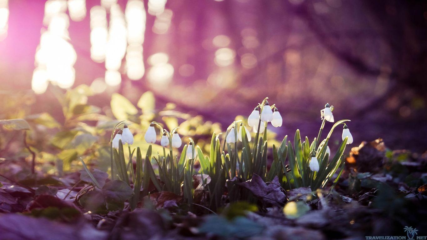 1370x770 Spring Wallpaper HD, Desktop