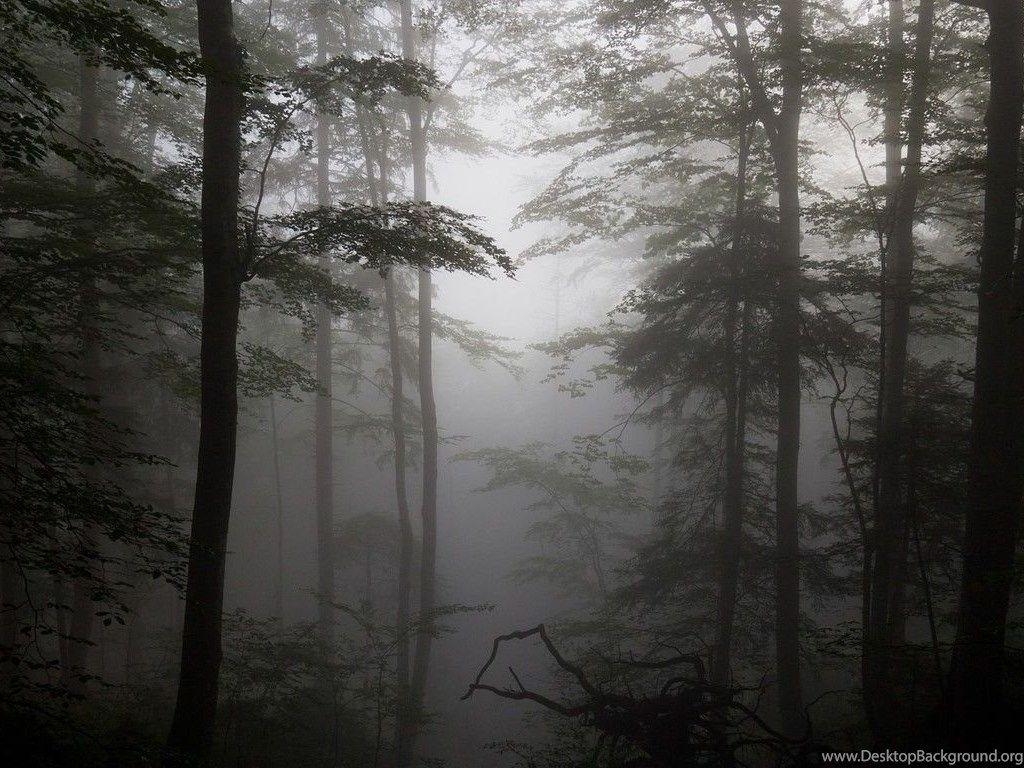 1030x770 Foggy Forest Wallpaper Nature Wallpaper Desktop Background, Desktop