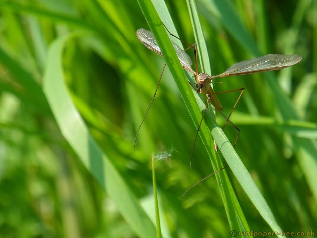 1030x770 Crane Fly In The Grass Insects Wallpaper, Desktop