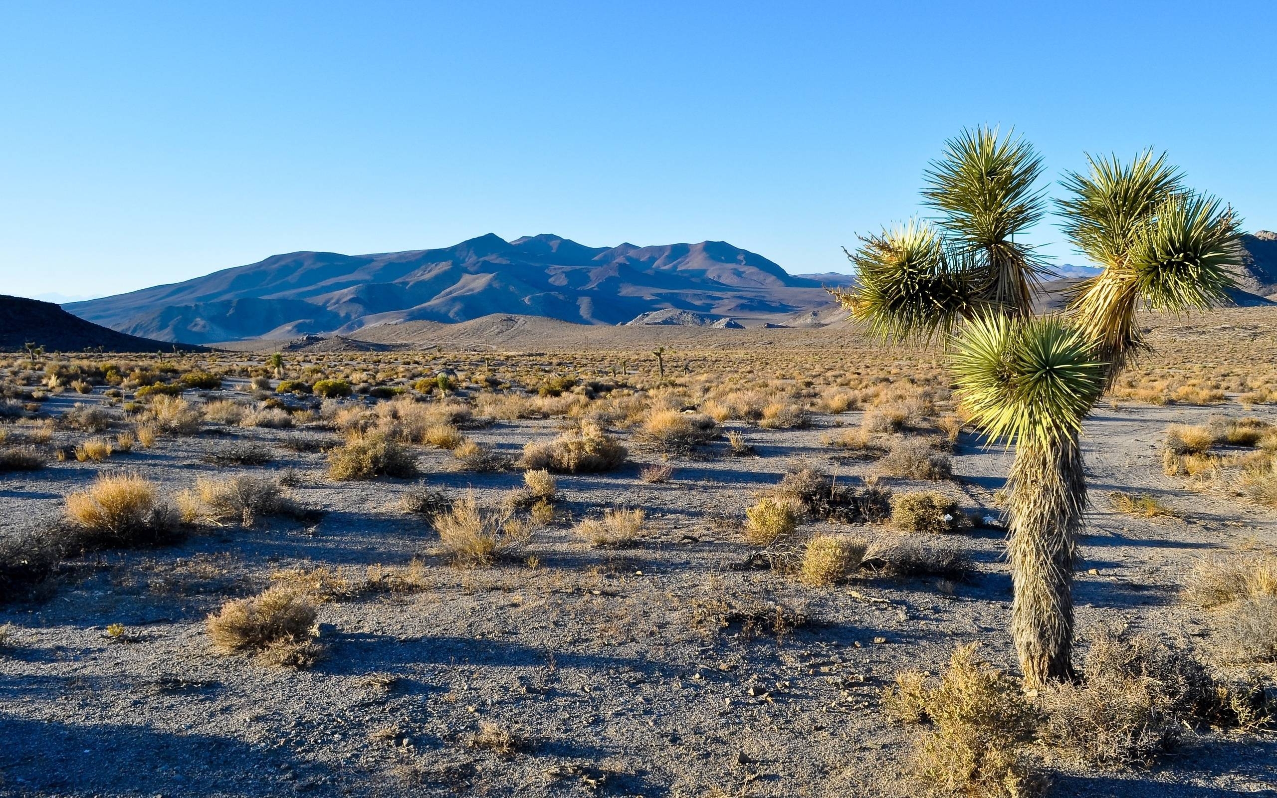 2560x1600 Joshua Tree National Park wallpaperx1600, Desktop