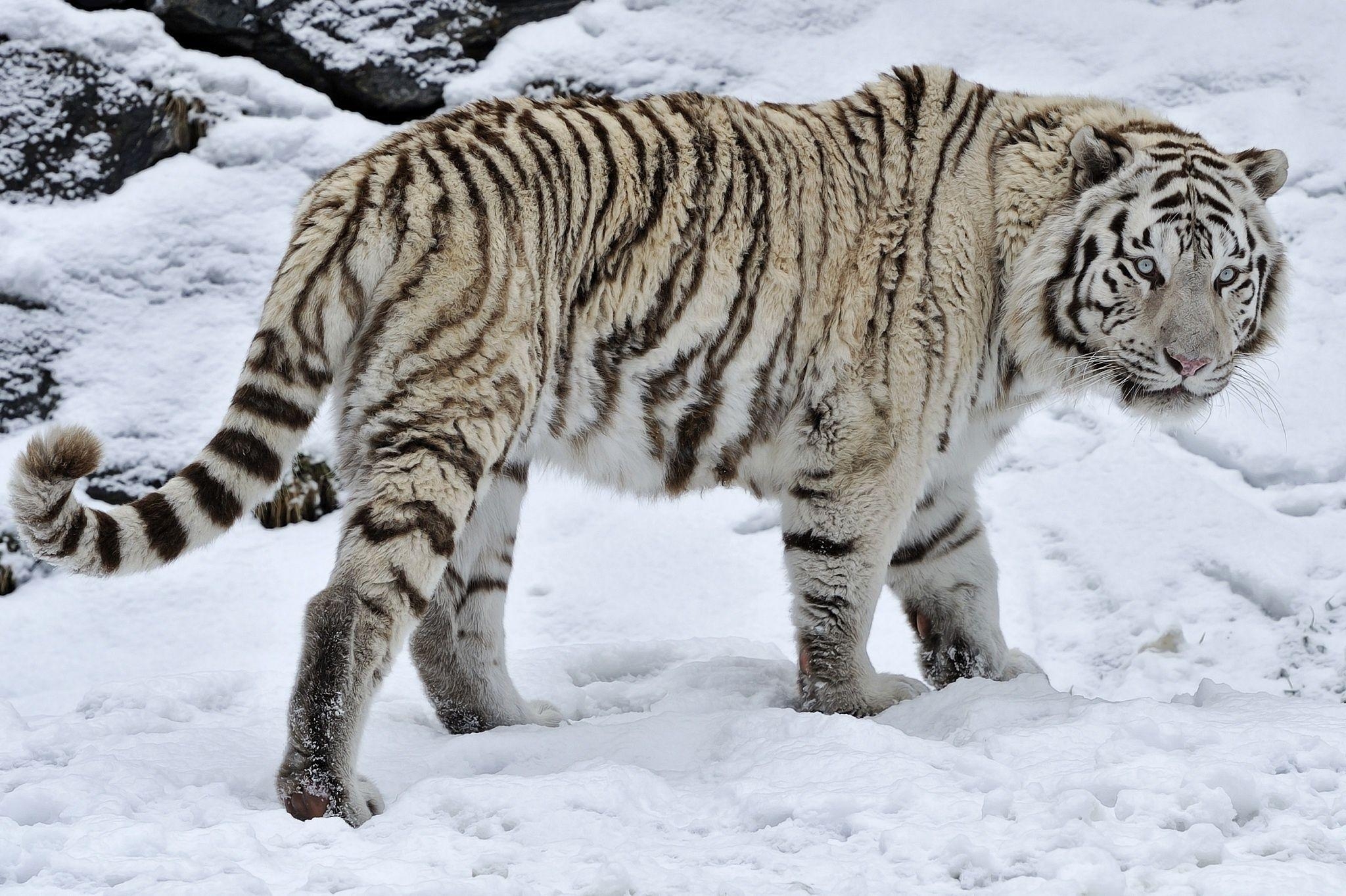 2050x1370 White tiger tiger wild cat snow winter wallpaperx1363, Desktop