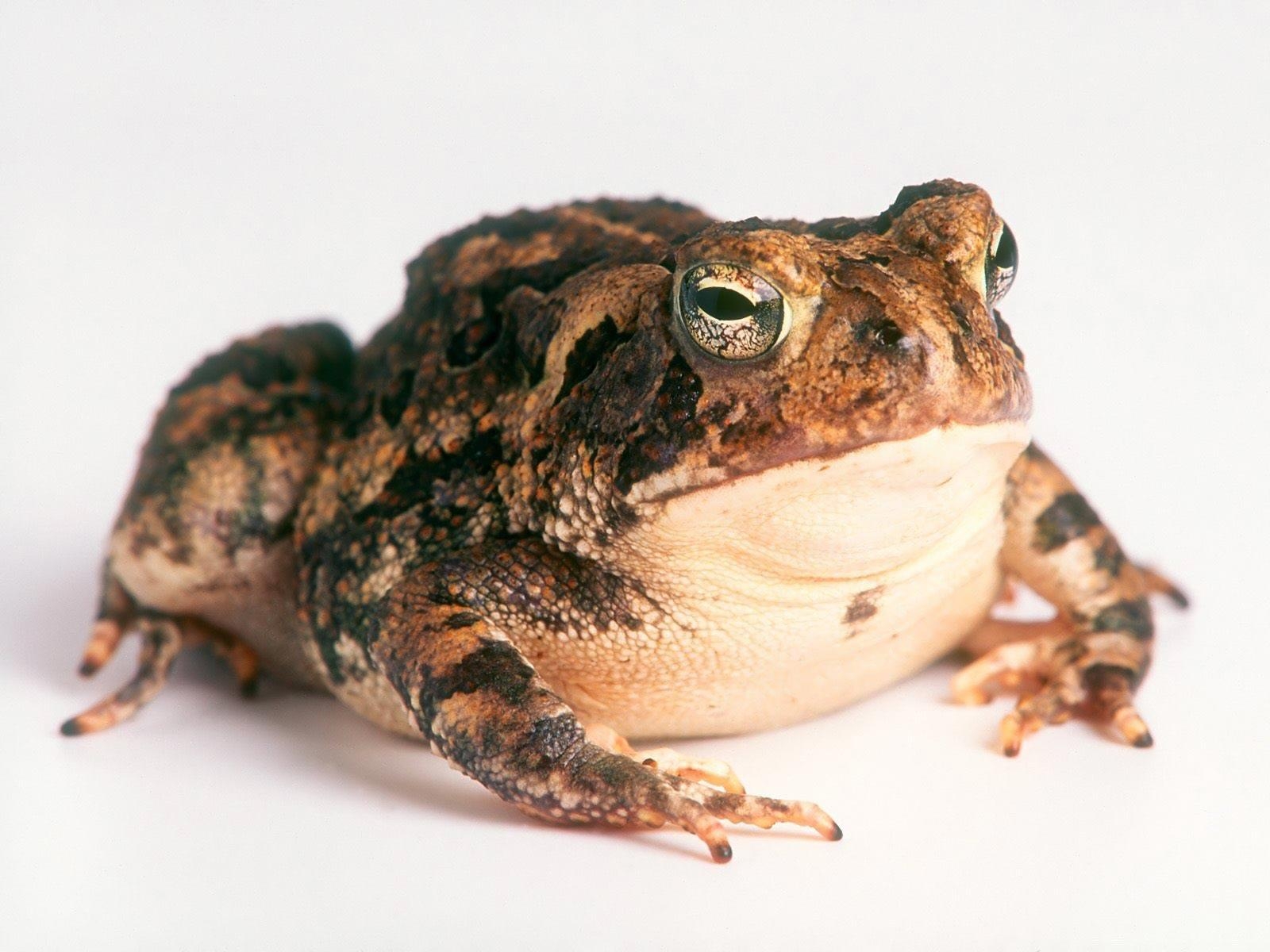 1600x1200 Desktop Background // Animal Life // All Animals // Toad, Desktop