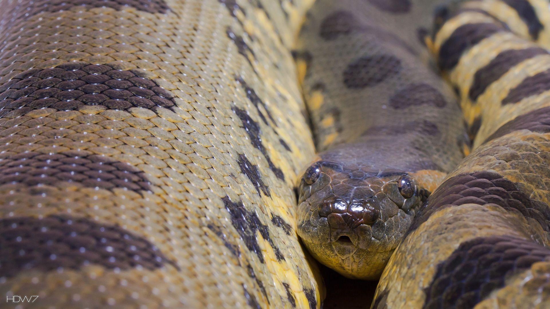 1920x1080 common anaconda eunectes murinus. HD wallpaper gallery, Desktop