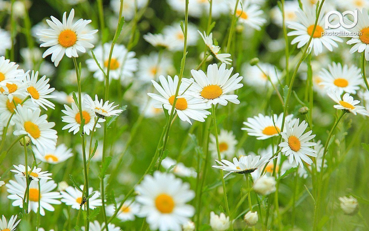 1280x800 Daisy Flower Wallpaper, Desktop