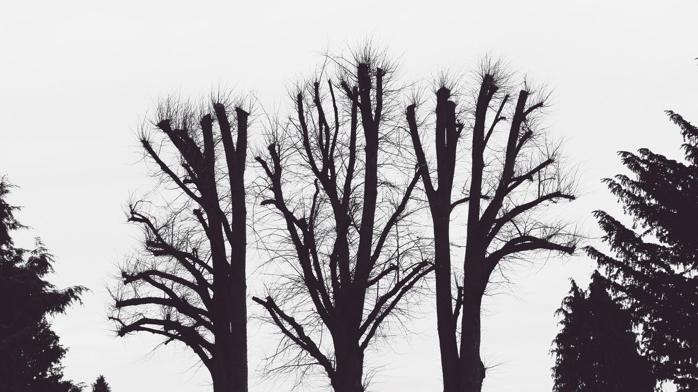 1370x770 Download wallpaper  trees, branches, aesthetic, bw tablet, Desktop