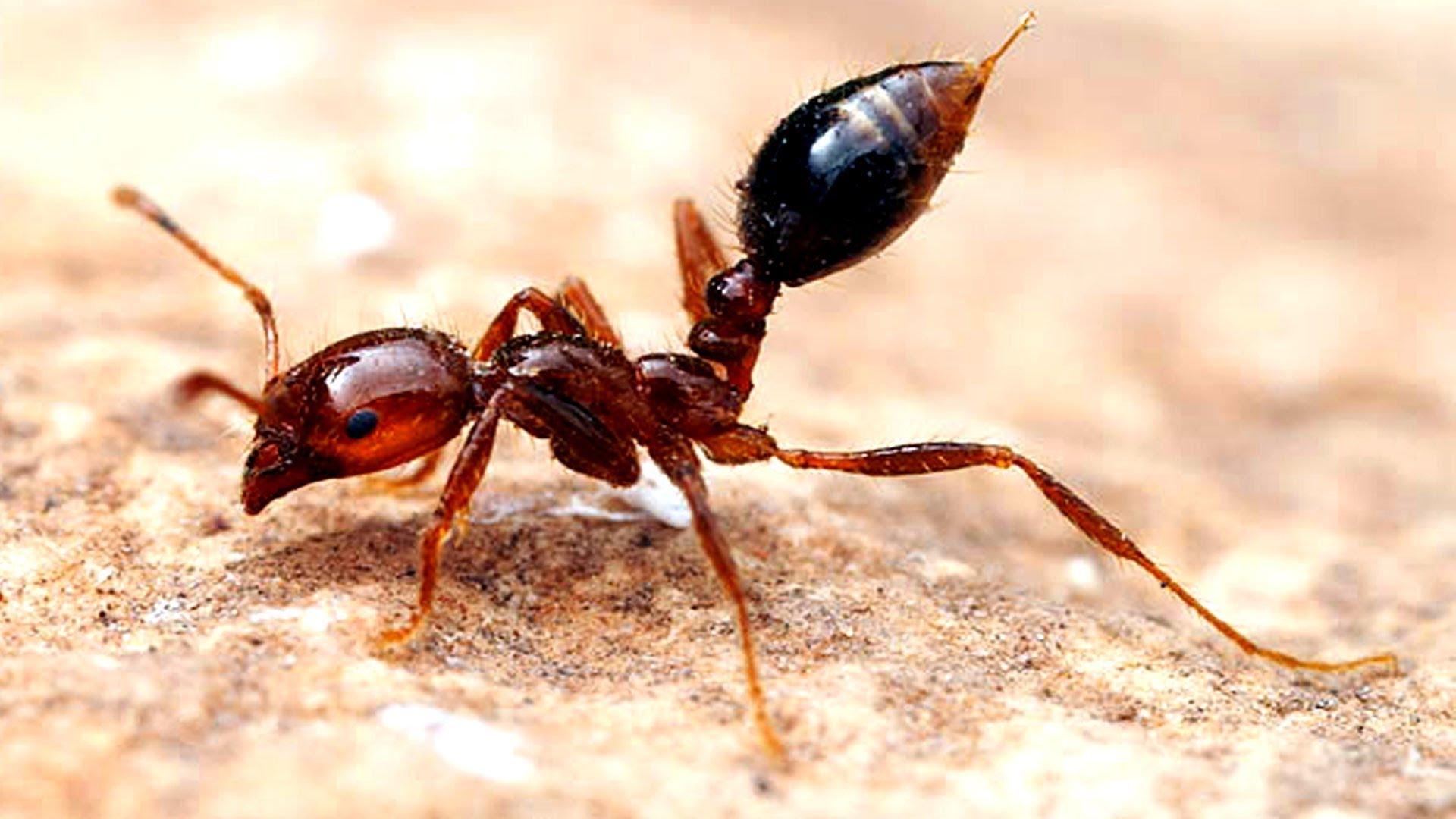 1920x1080 4K Ants Wallpaper High Quality, Desktop