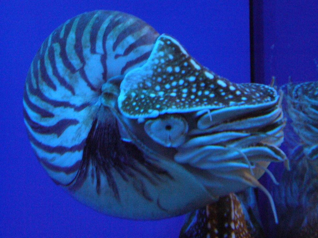 1030x770 Nautilus pompilius, Desktop