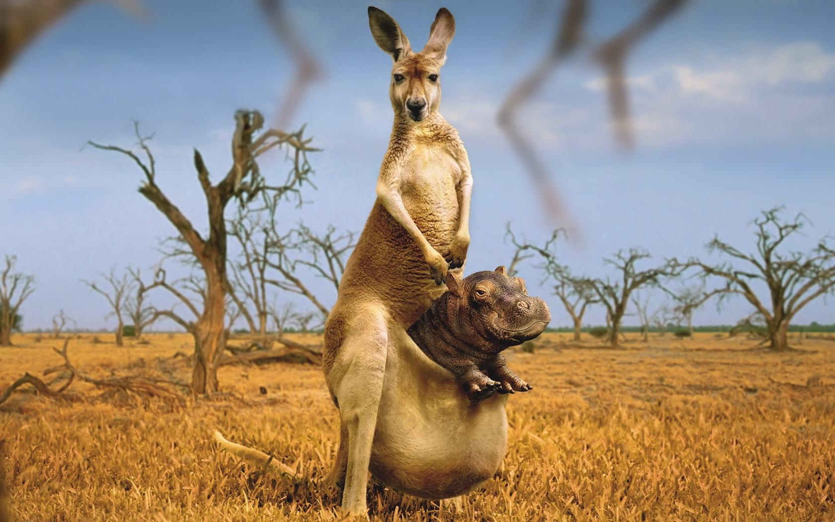 1680x1050 Kangaroo Wallpaper 27 X 1050, Desktop