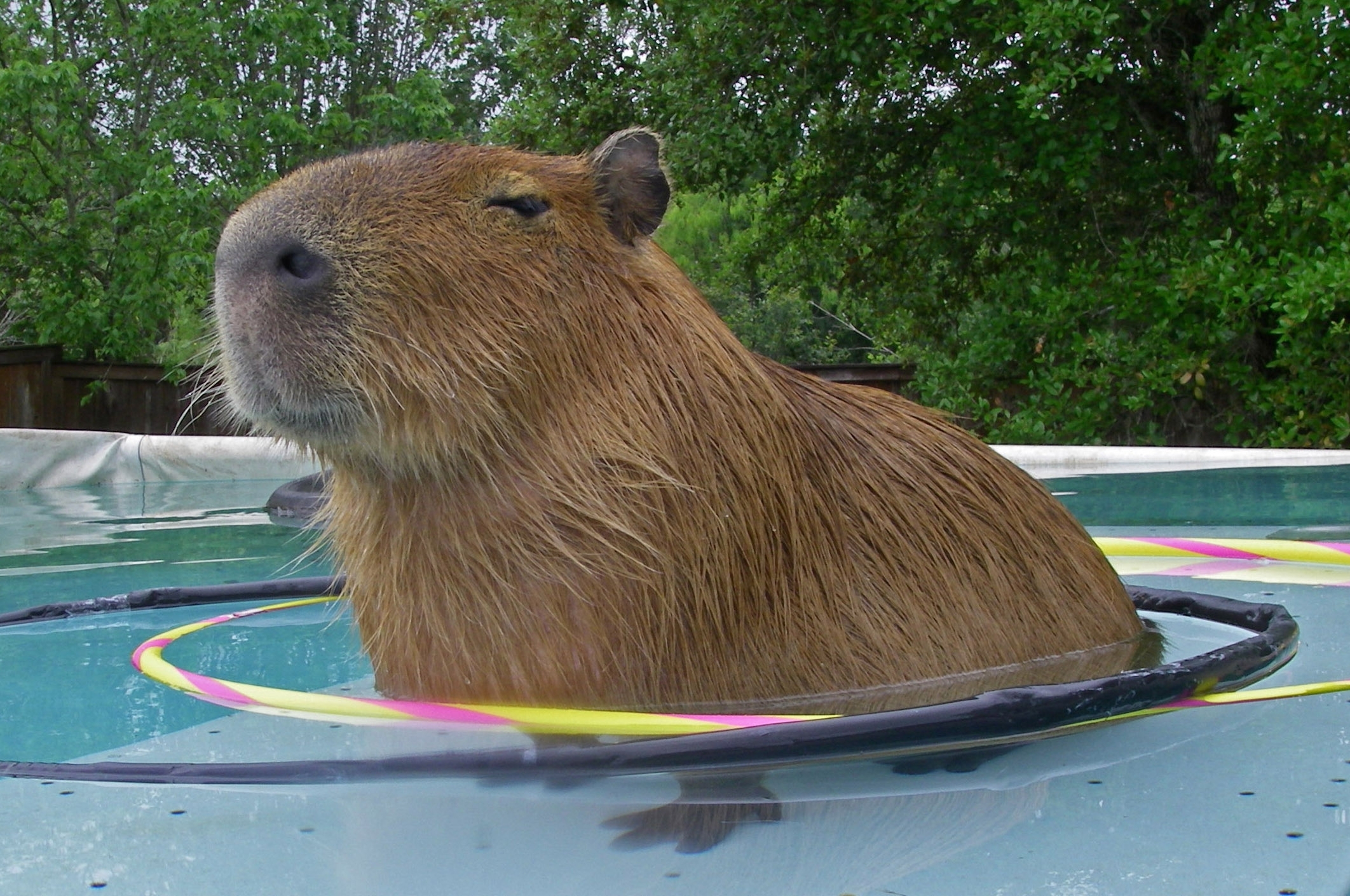 2130x1410 Capybara Wallpaper Image Photo Picture Background, Desktop