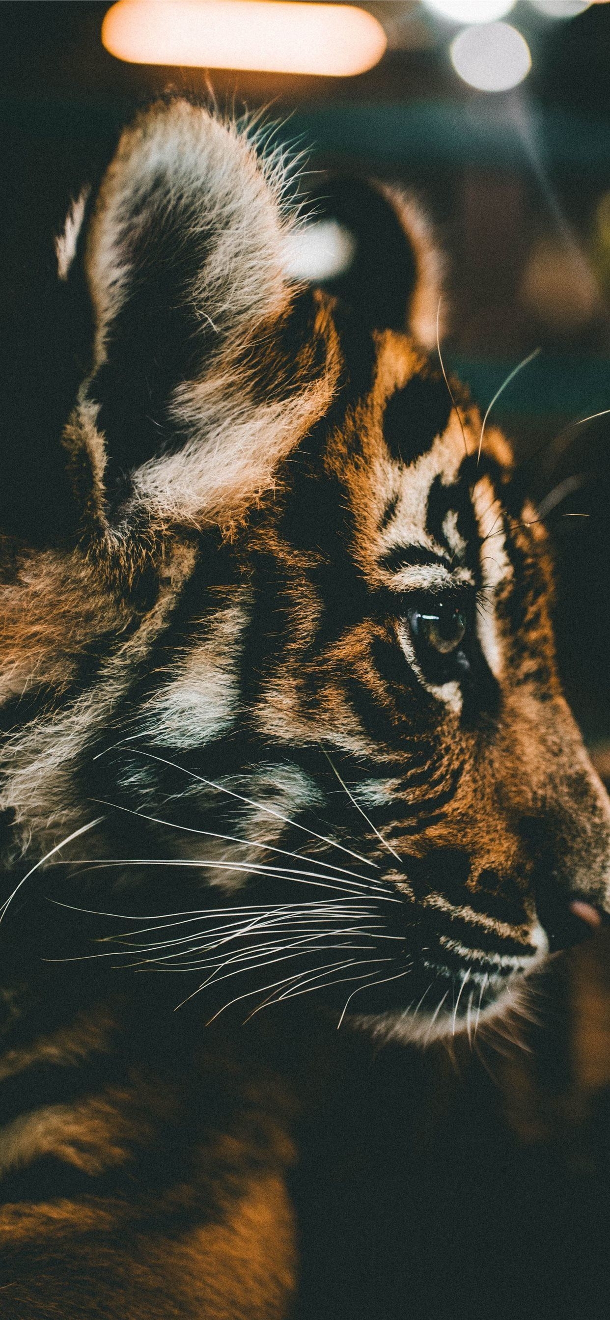 1250x2690 Baby Tiger HD iPhone X Wallpaper Free Download, Phone