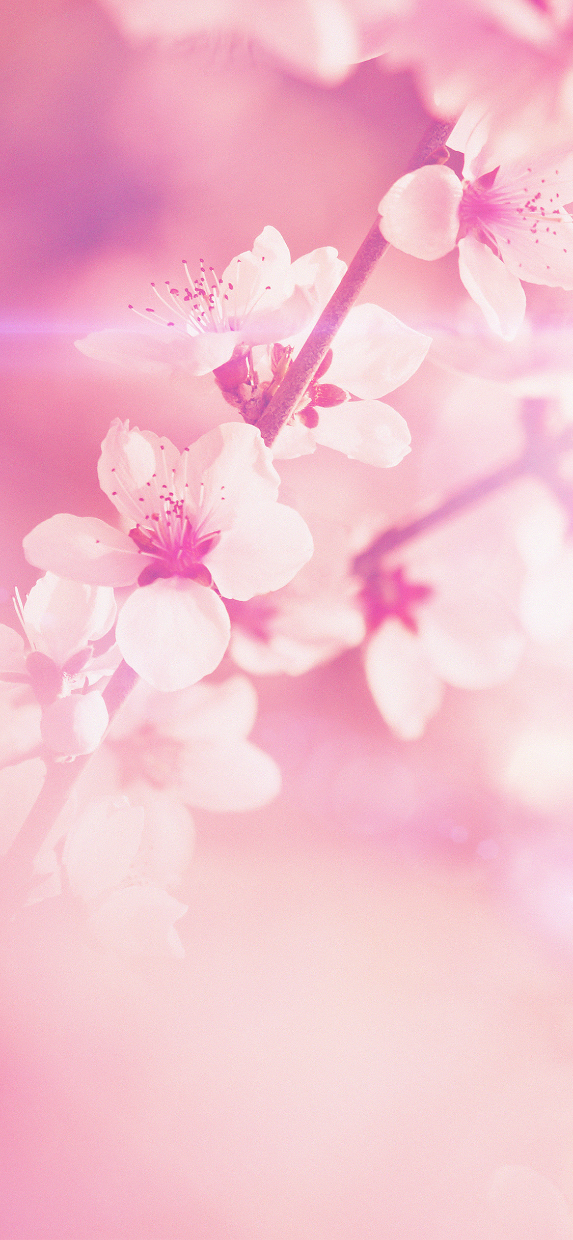 1130x2440 spring flower pink cherry blossom flare nature, Phone