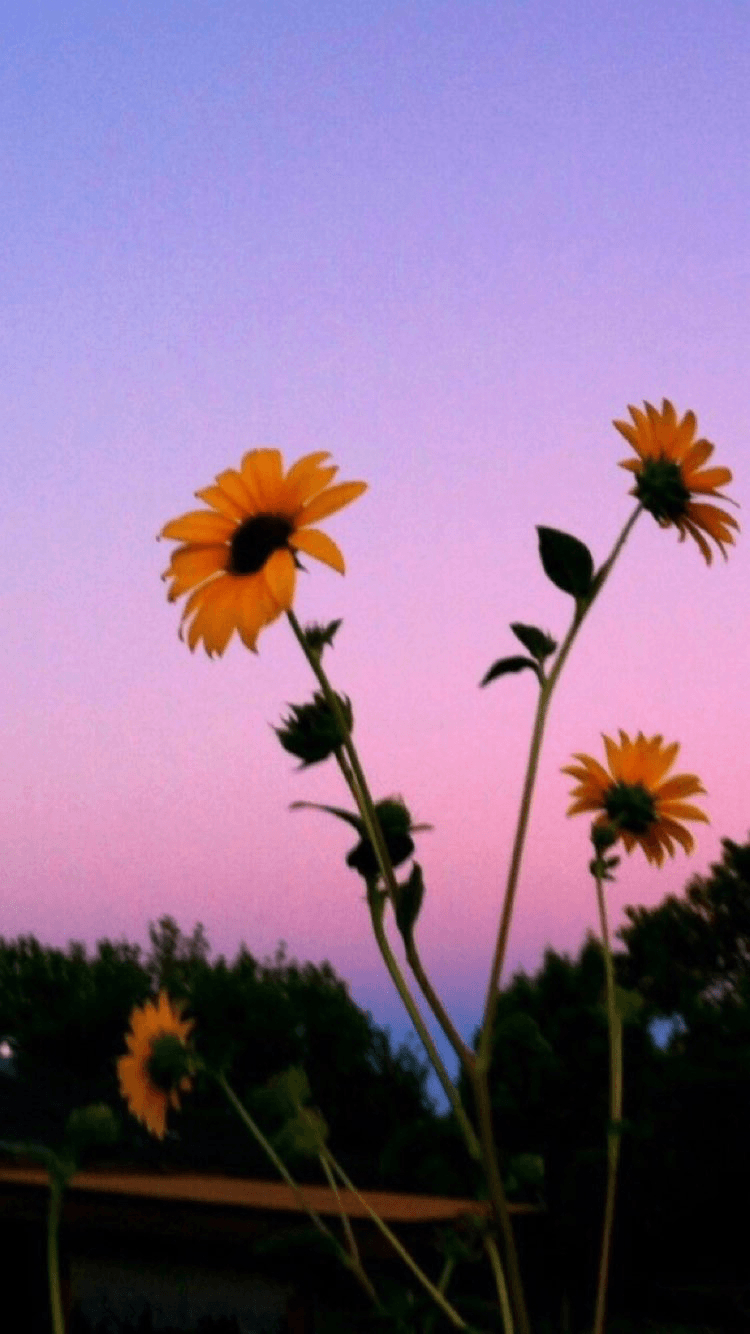 750x1340 Aesthetic Tumblr Wallpaper Sunflowers, HD Wallpaper, Phone