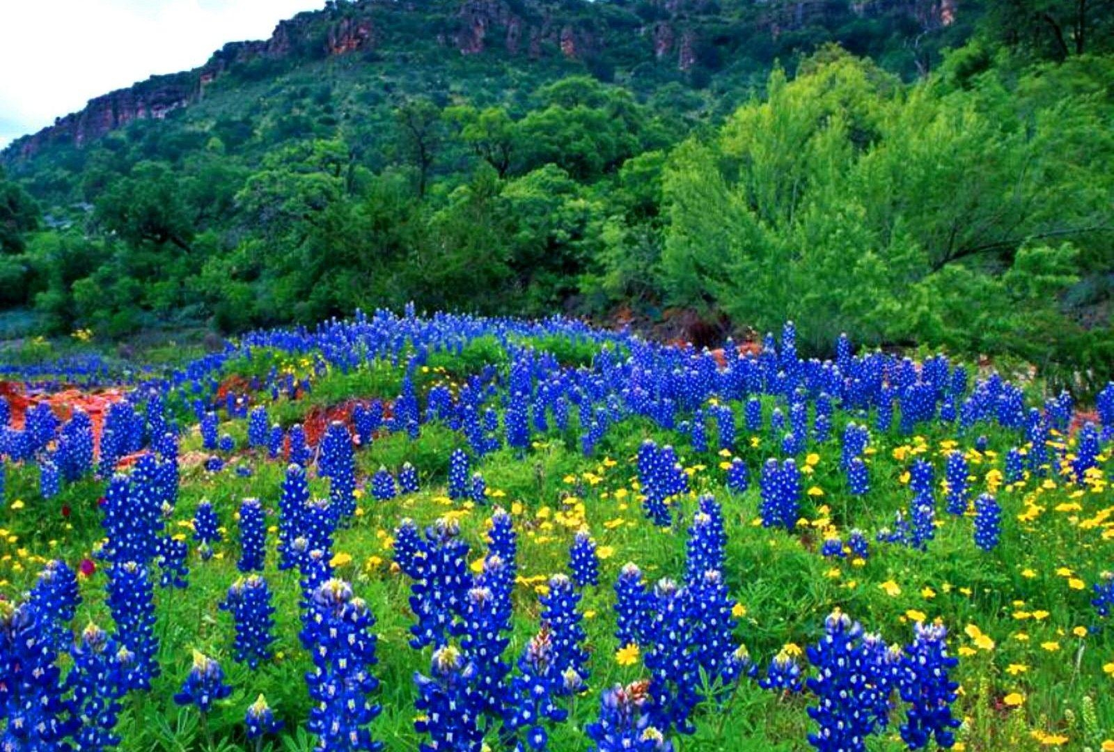 1600x1080 Bluebonnets Tag wallpaper: Sunrise Trees Bluebonnets Wildflowers, Desktop