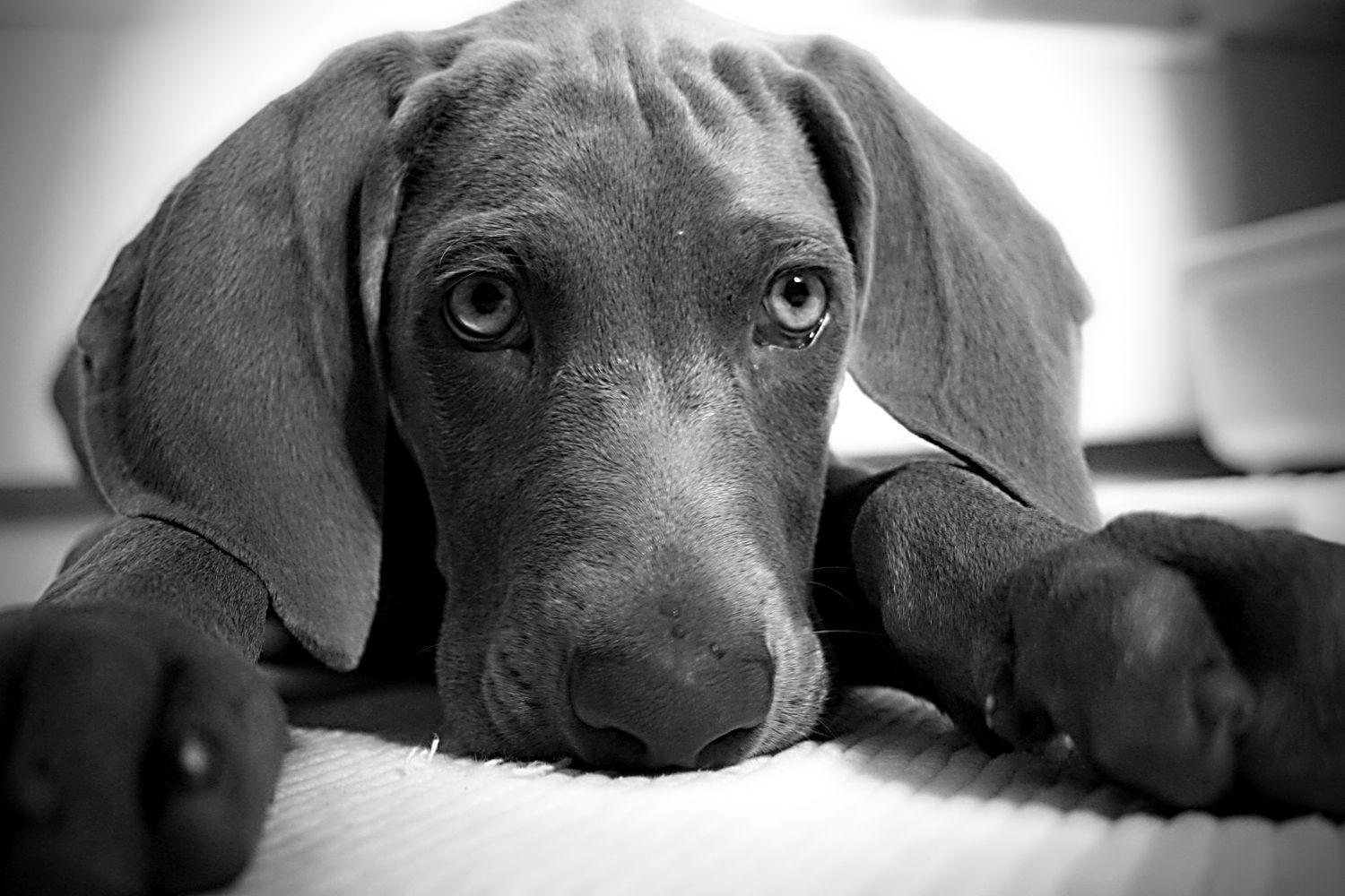 1500x1000 Weimaraner｜フリー画像・写真素材集 3.0, Desktop