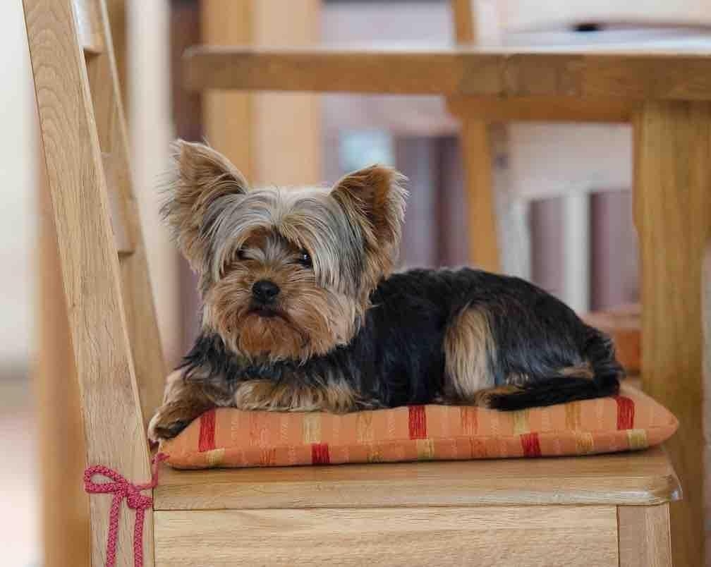 1010x810 Yorkie Dog Wallpaper Apps on Google Play, Desktop