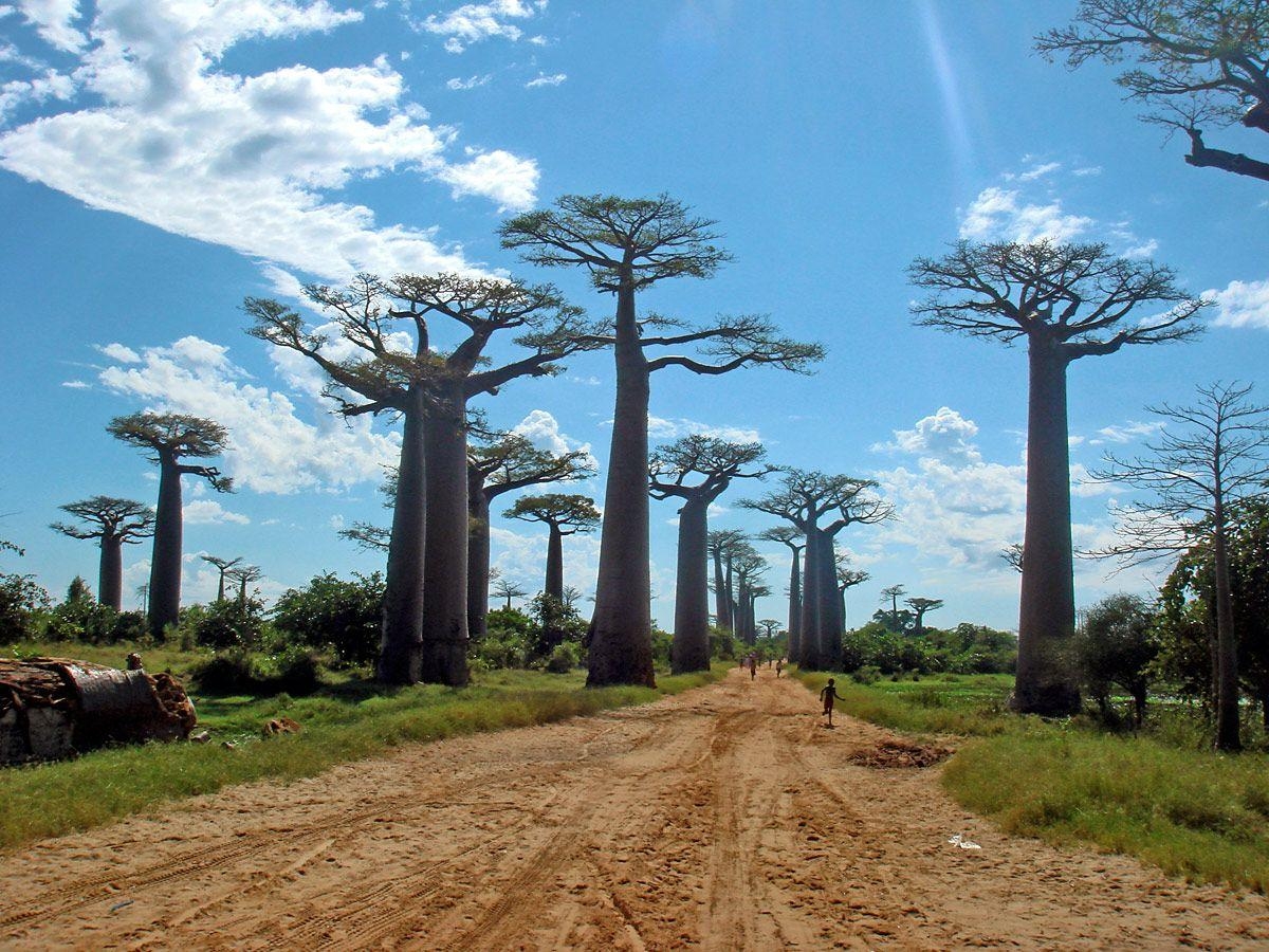 1200x900 Avenue of the Baobabs, Desktop