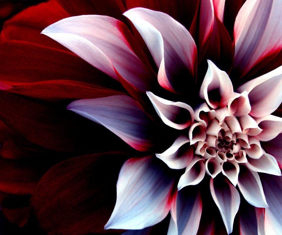 960x800 Cool Flower HD Wallpaper for Tablets and Samsung, Desktop