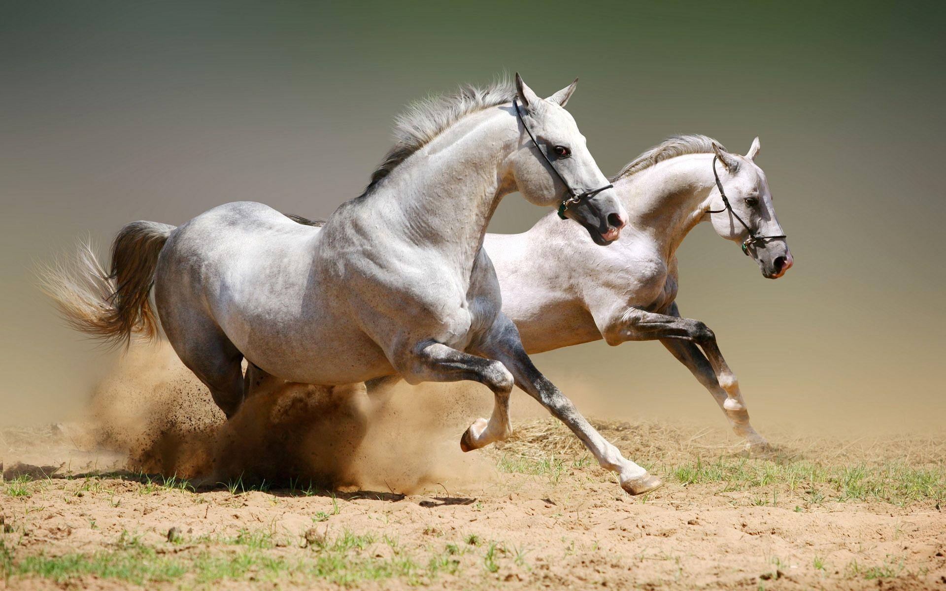 1920x1200 Beautiful White Horse Wallpaper, Desktop