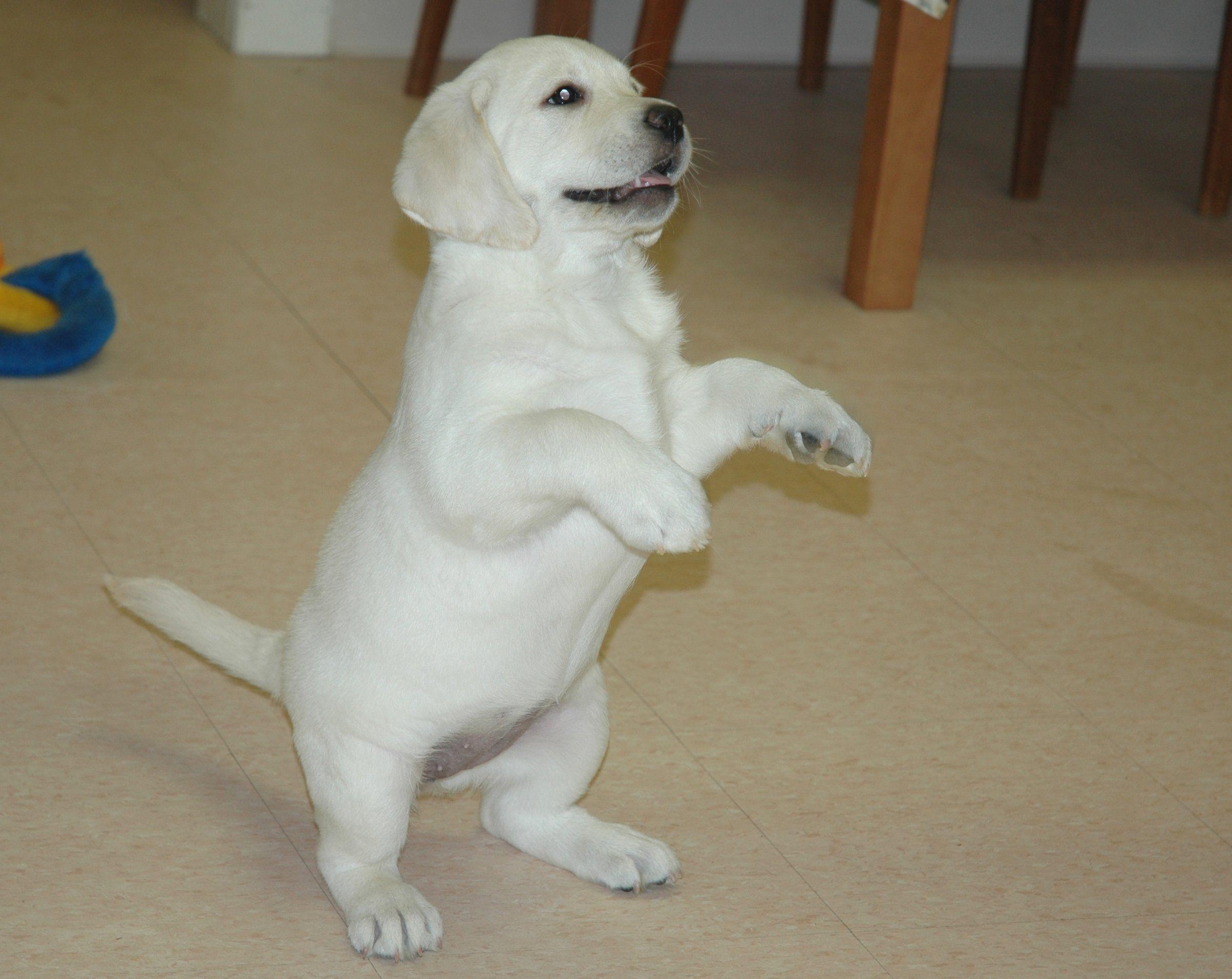 2410x1920 HD Labrador Wallpaper, Desktop