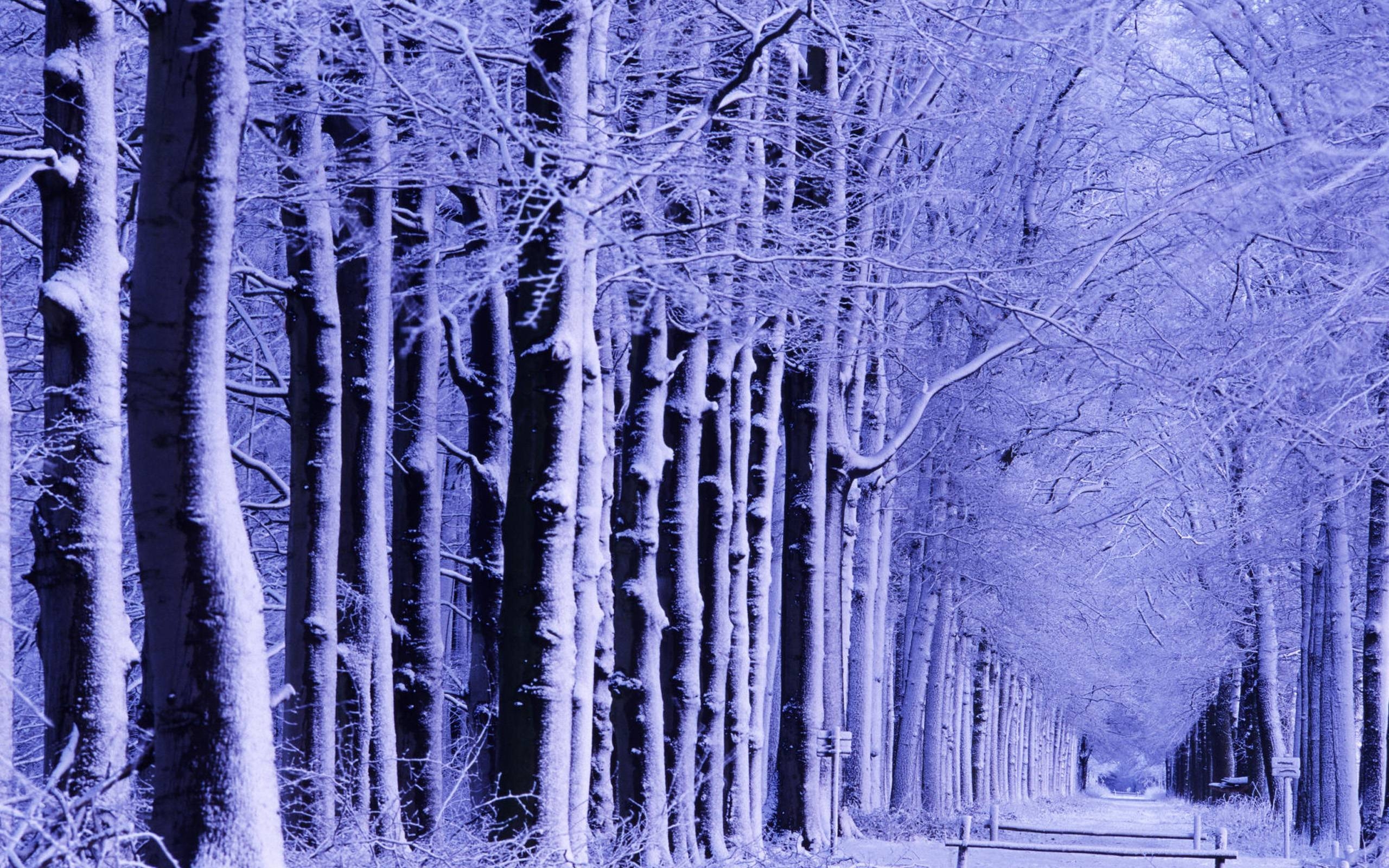 2560x1600 Winter Trees Wallpaper, Desktop