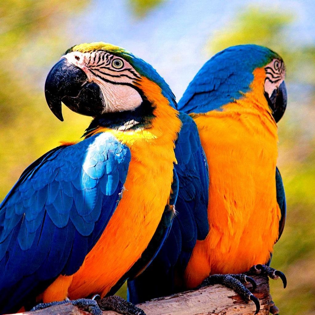 1030x1030 Blue And Yellow Macaw Wallpaper 17 X 1080, Phone