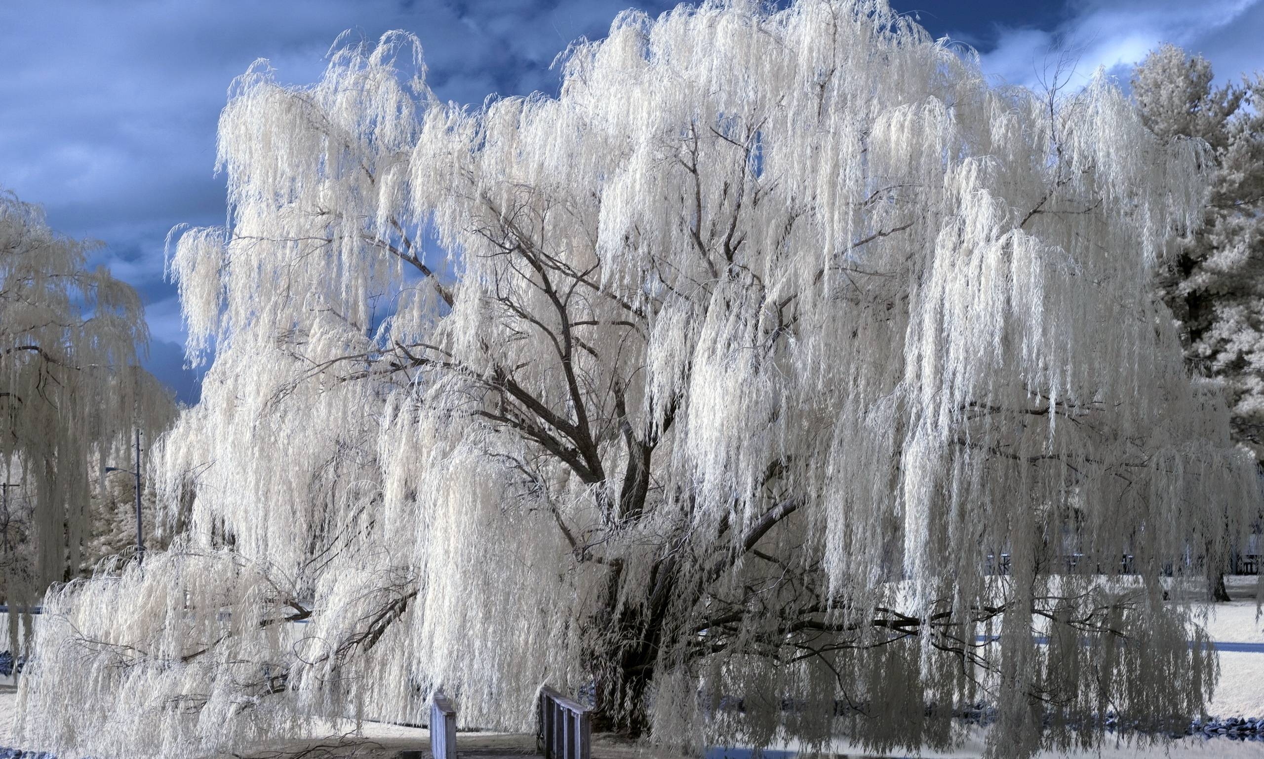 2560x1540 Free download Weeping Willow Wallpaper [] for your Desktop, Mobile & Tablet. Explore Weeping Willow Wallpaper. Willow Tree Wallpaper, Desktop