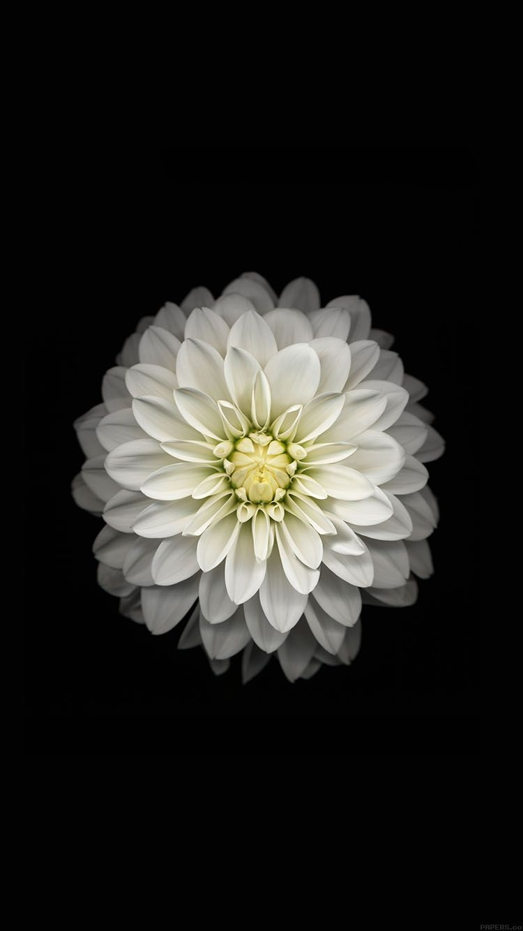 750x1340 Wallpaper Apple Iphone6 Plus Ios8 Flower White. Flower Iphone Wallpaper, Flower Background Iphone, Best Iphone Wallpaper, Phone