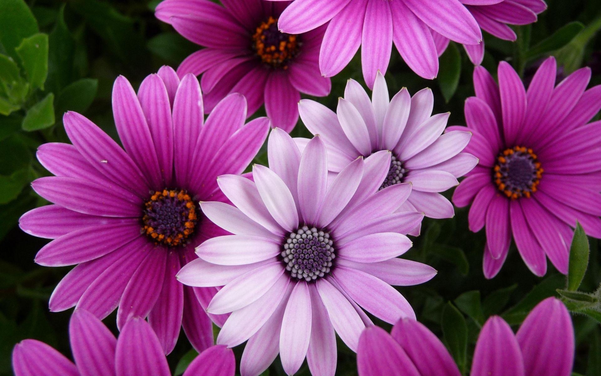 1920x1200 Purple Flowers High Definition Wallpaper 9231 Full HD Wallpaper, Desktop