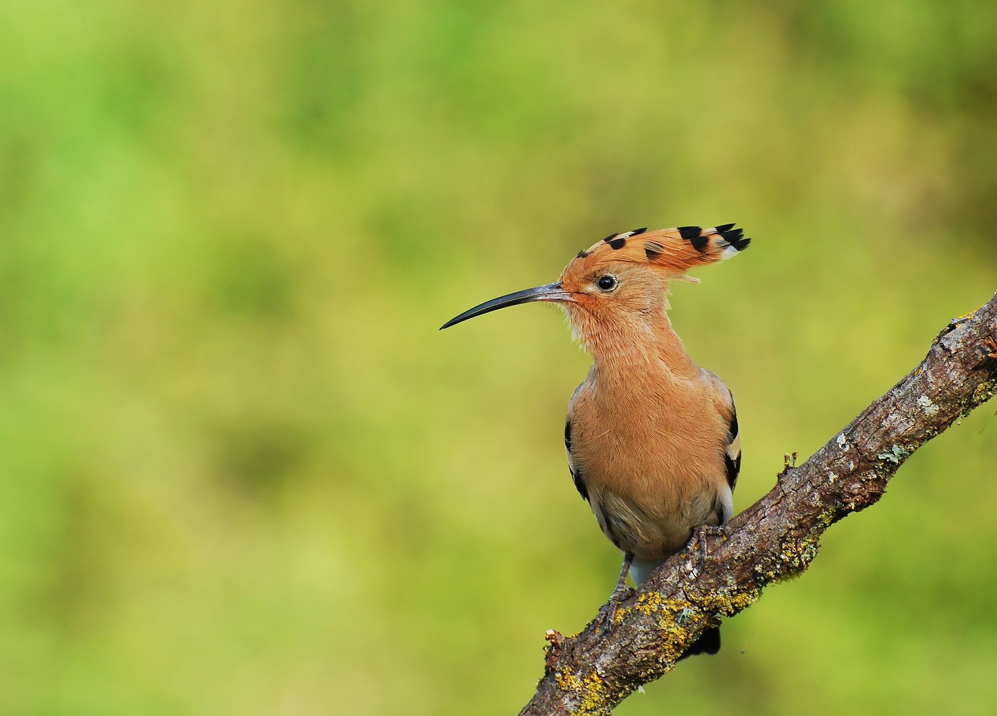 2050x1480 hoopoe birds  wallpaper High Quality Wallpaper, Desktop