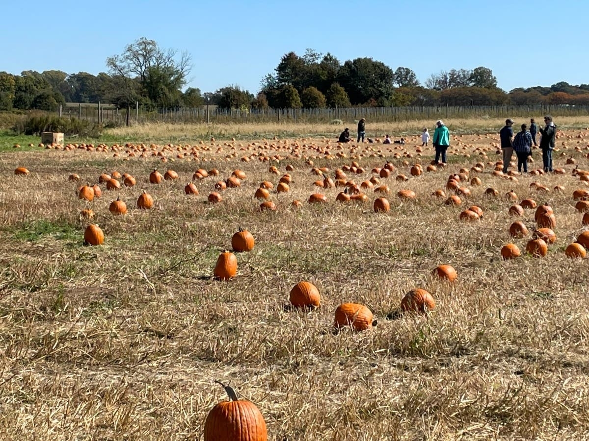 1200x900 Pumpkin Picking For Festive Fall Day At Solly Brothers Farm: PHOTOS. Warminster, PA Patch, Desktop